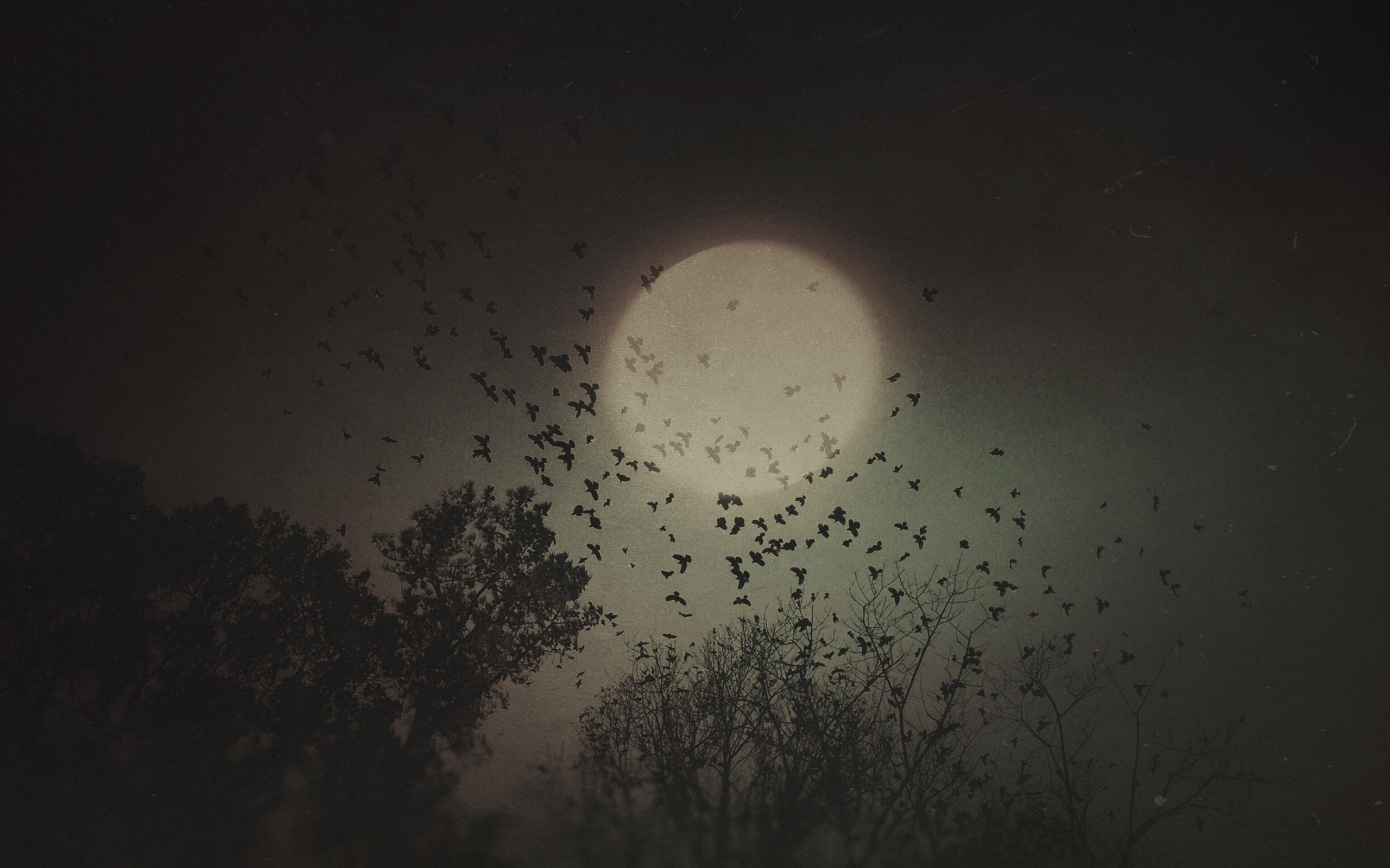 Flock of crows flying in front of the moon at night HD Wallpaper