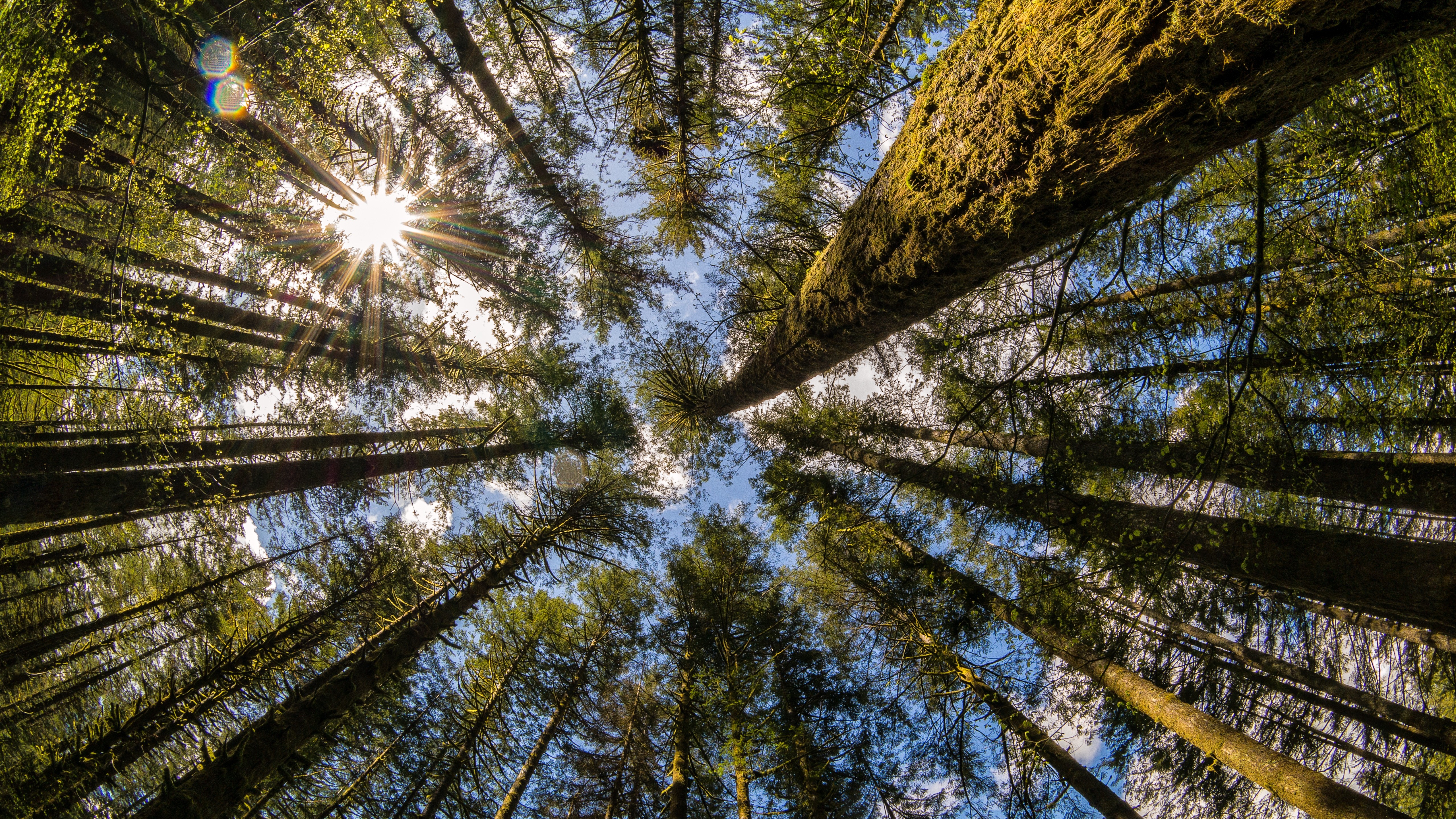 Looking up through trees at Moulton Falls, Washington HD Wallpaper
