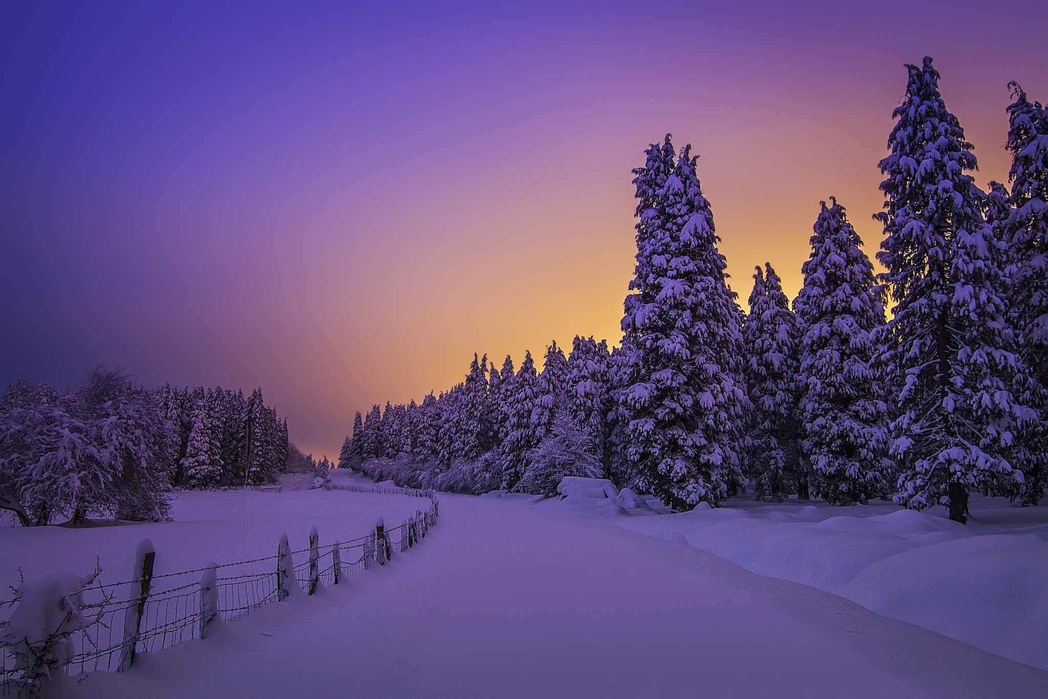Snowy winter landscape with trees at sunset HD Wallpaper