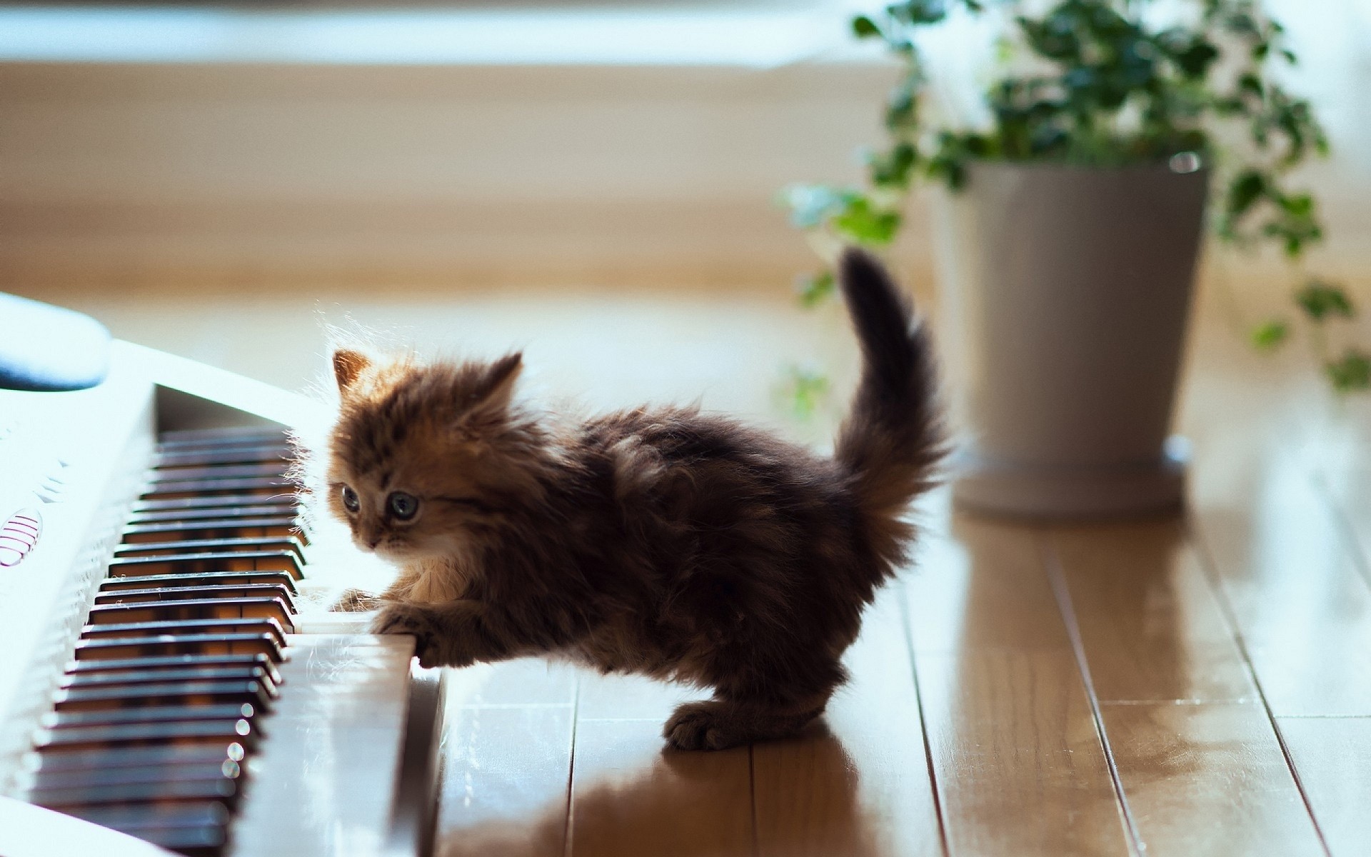 cat, kittens, animals, baby animals, piano HD Wallpaper