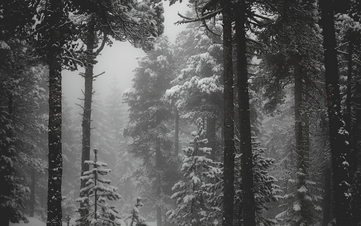 Monochrome forest in winter with snow and mist HD Wallpaper