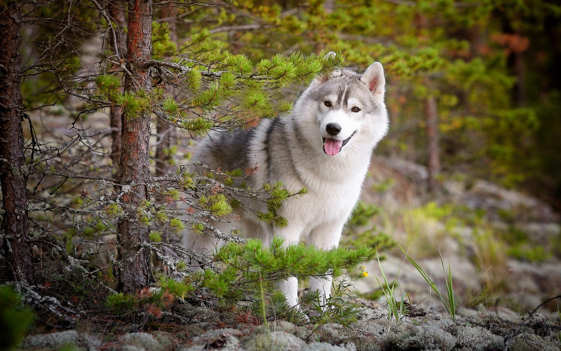 Siberian Husky dog in a forest with pine trees HD Wallpaper