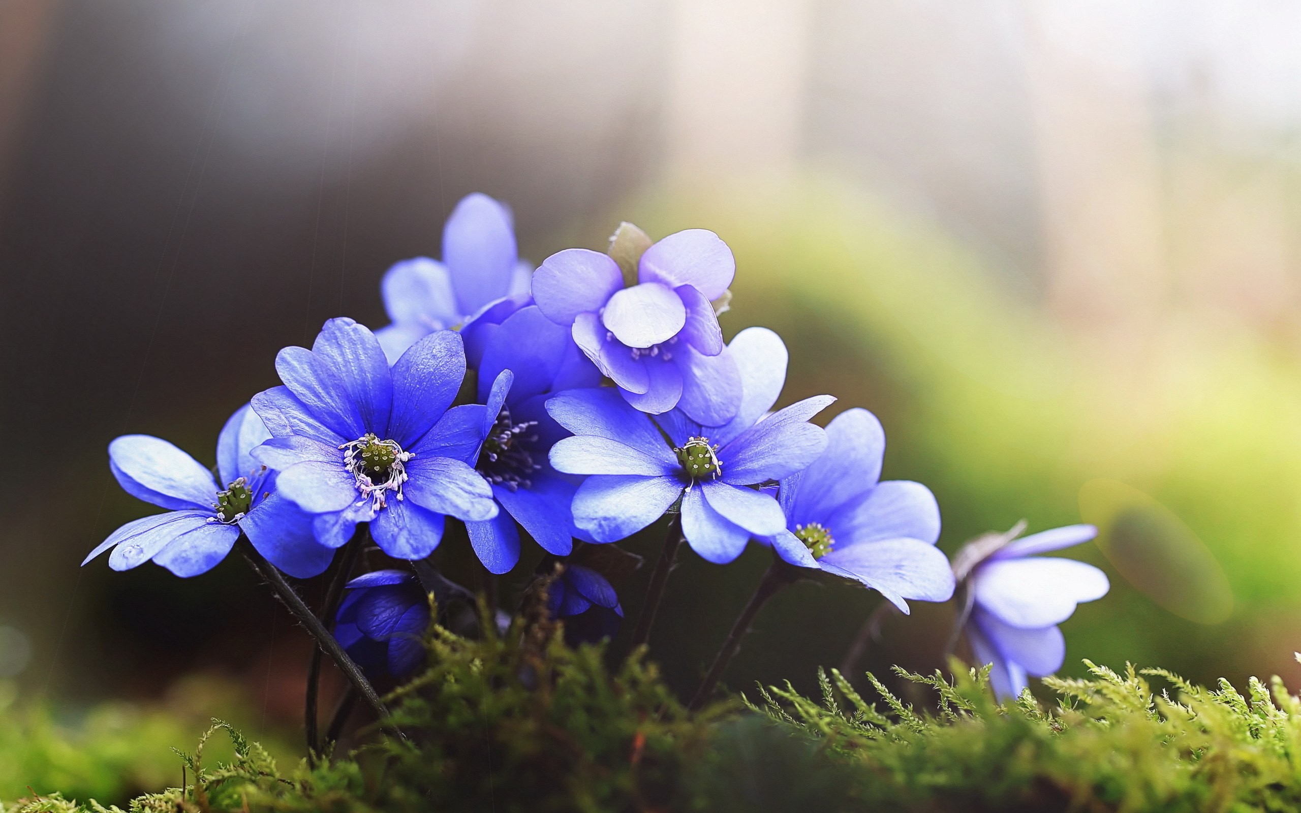Blue flowers blooming on mossy ground HD Wallpaper