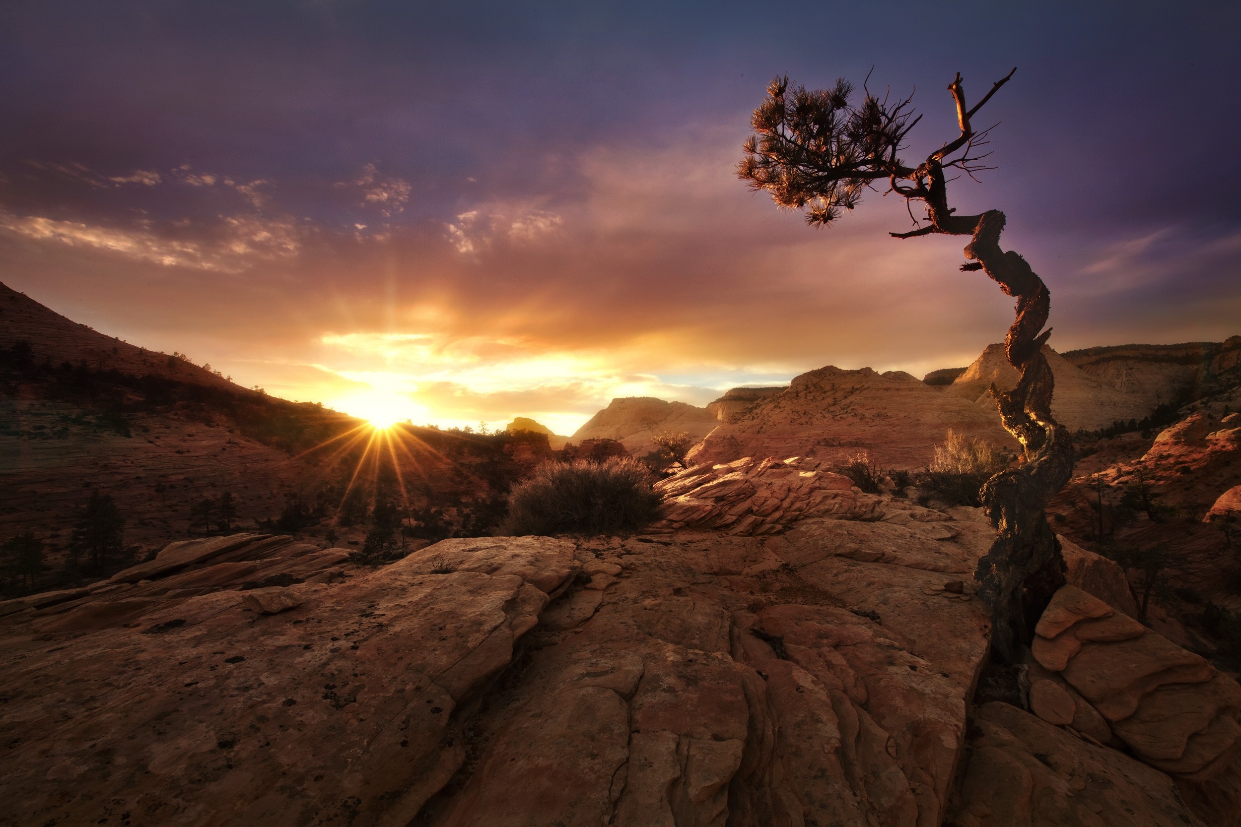 Sunset over Zion National Park with a twisted tree HD Wallpaper