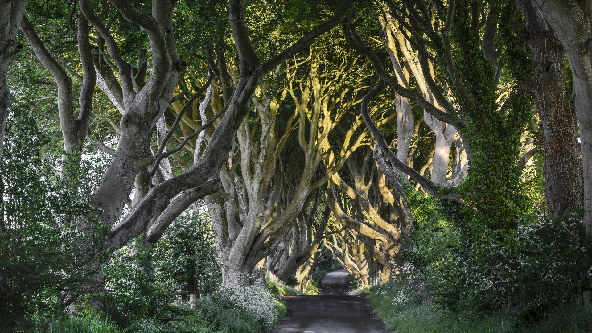 The Dark Hedges road lined with ancient trees HD Wallpaper