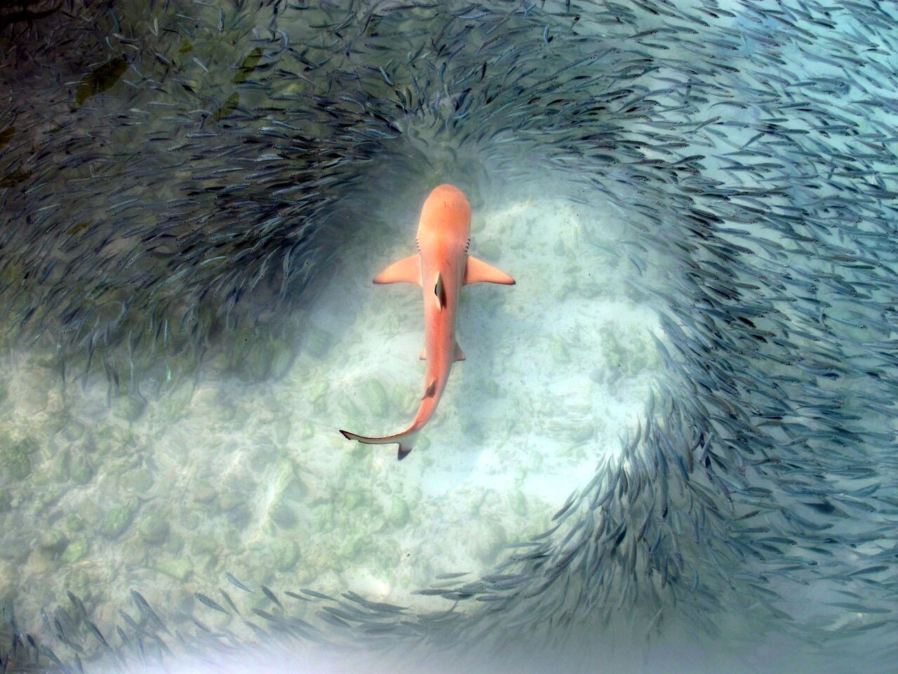 Shark swimming through a school of fish HD Wallpaper