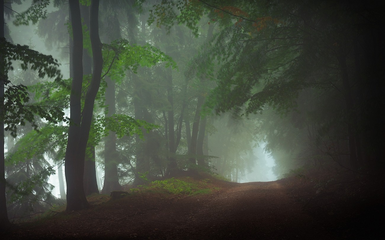 Misty forest with a dirt road HD Wallpaper