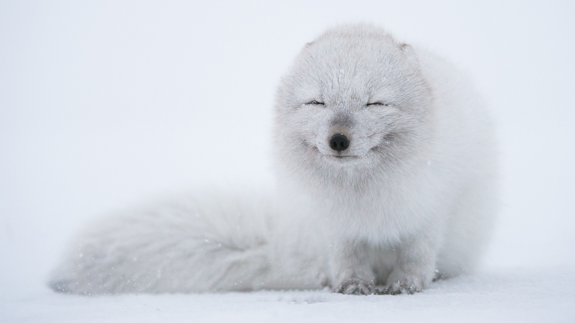 Arctic fox with eyes closed in the snow HD Wallpaper