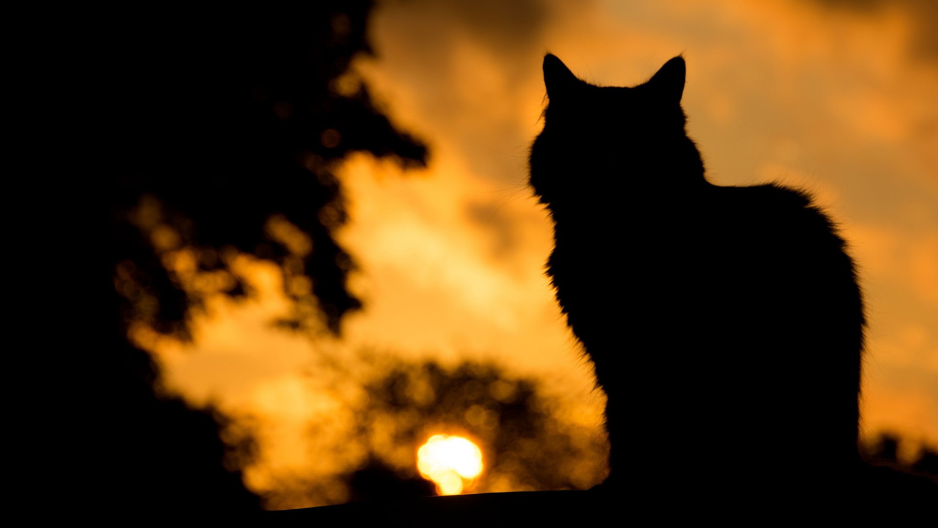 Silhouette of a cat against a sunset sky HD Wallpaper