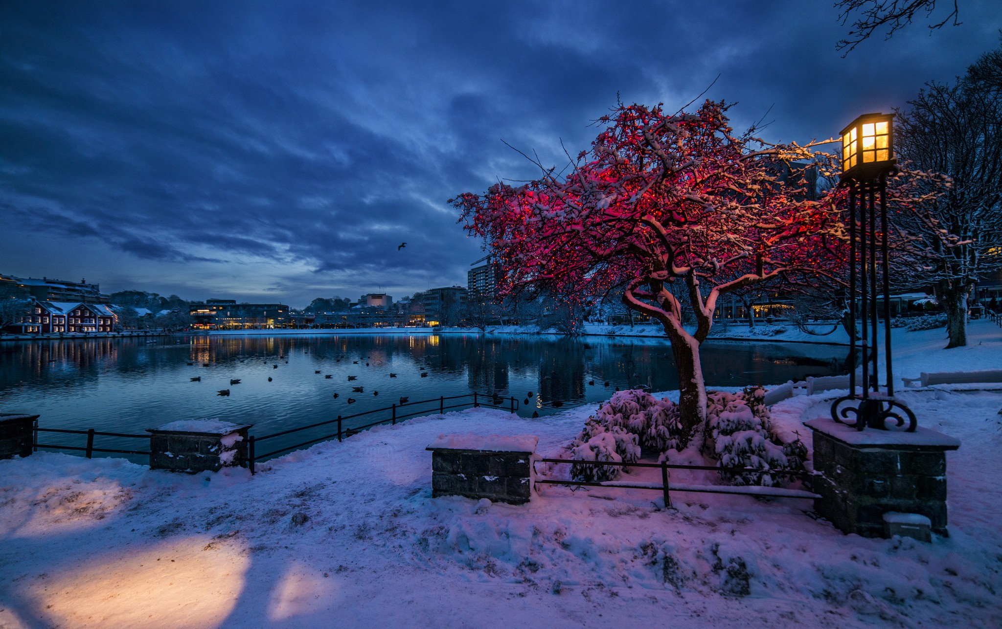 Snowy park with illuminated tree and lake at dusk HD Wallpaper
