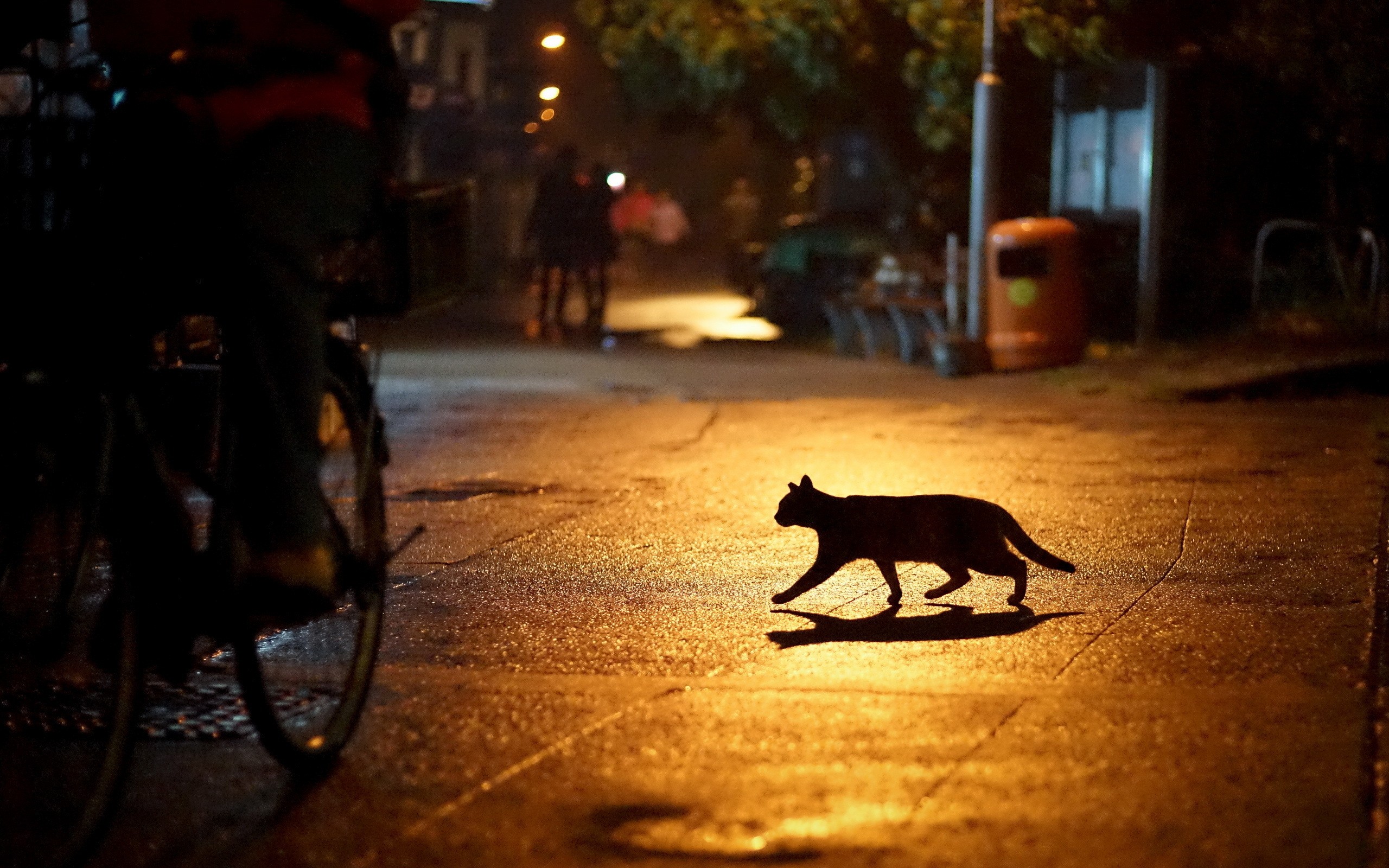 Black cat crosses a wet street at night HD Wallpaper