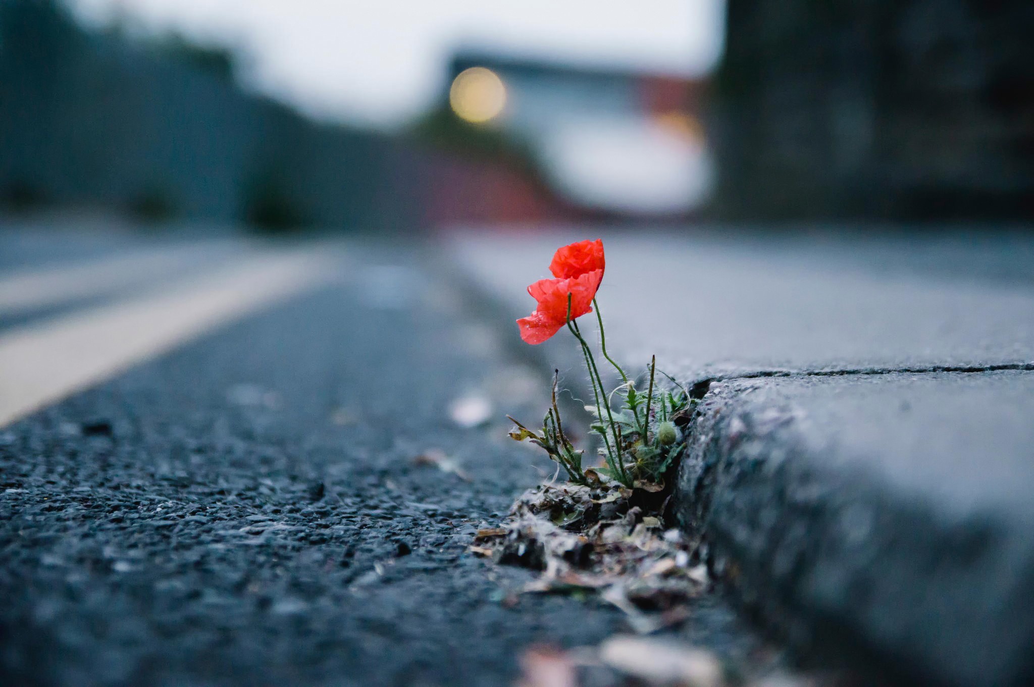Red poppy growing through asphalt on a road HD Wallpaper