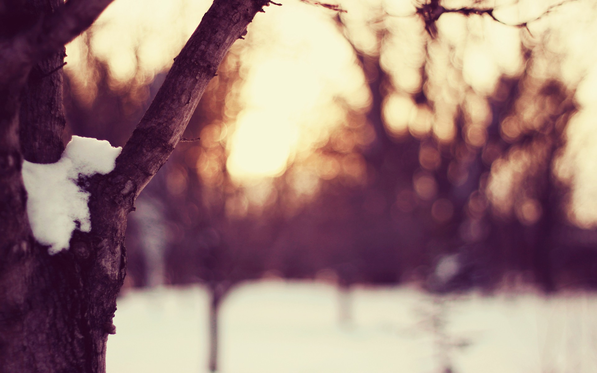 Snow on a tree branch at dusk HD Wallpaper