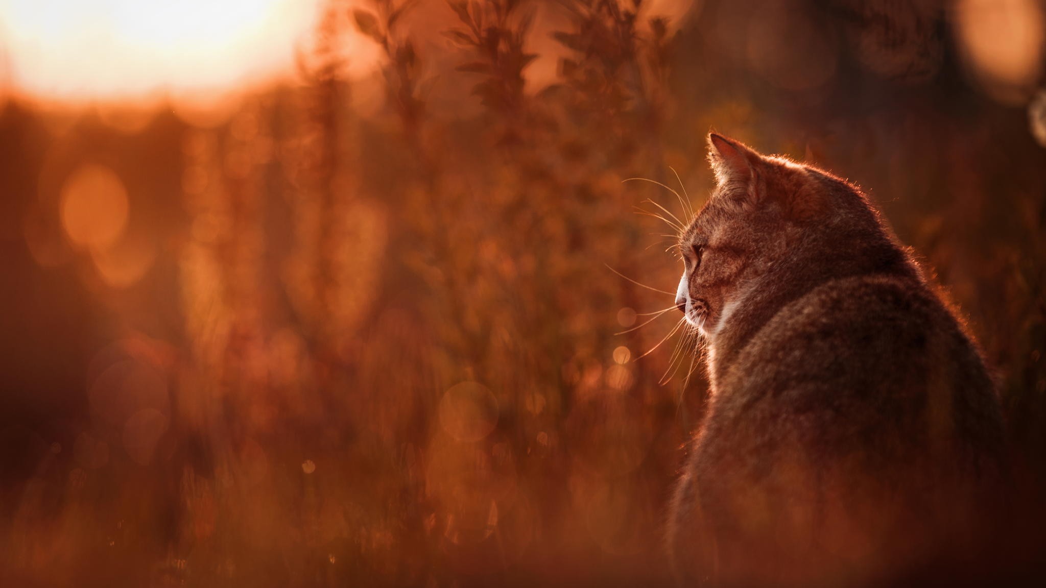 Cat sitting in warm sunset light HD Wallpaper