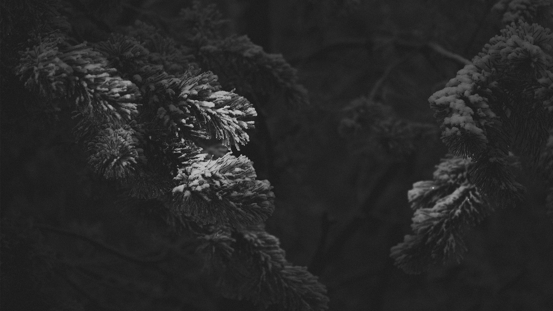 Monochrome snow on pine tree branches HD Wallpaper