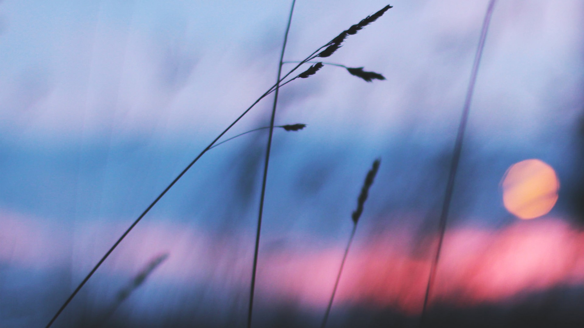 Silhouettes of grass against a sunset sky HD Wallpaper