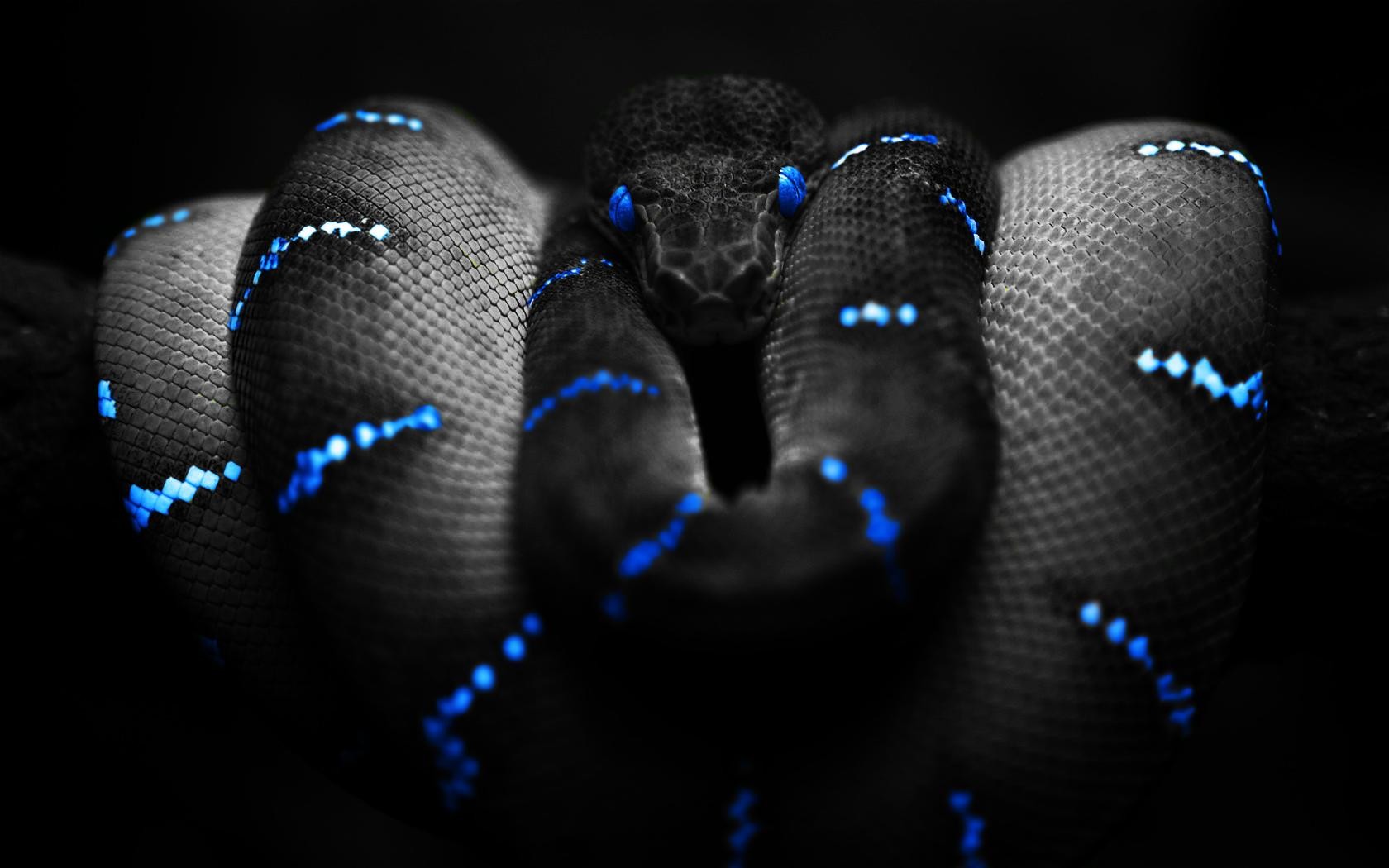 Black snake with blue markings coiled HD Wallpaper
