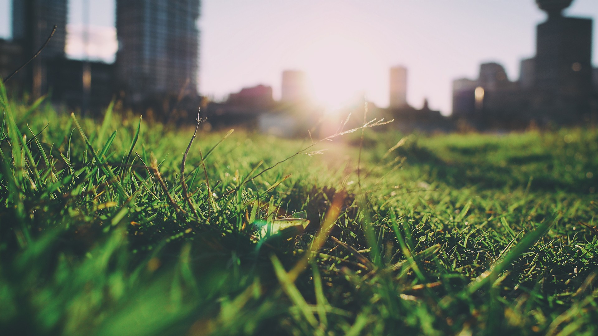 Close-up of grass with city skyline at sunset HD Wallpaper