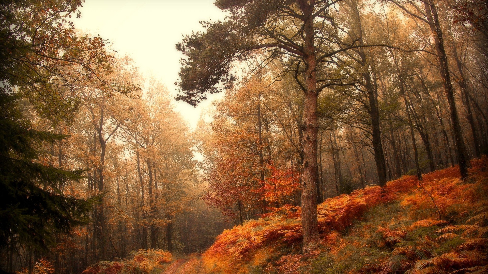 Autumn forest with ferns and mist HD Wallpaper