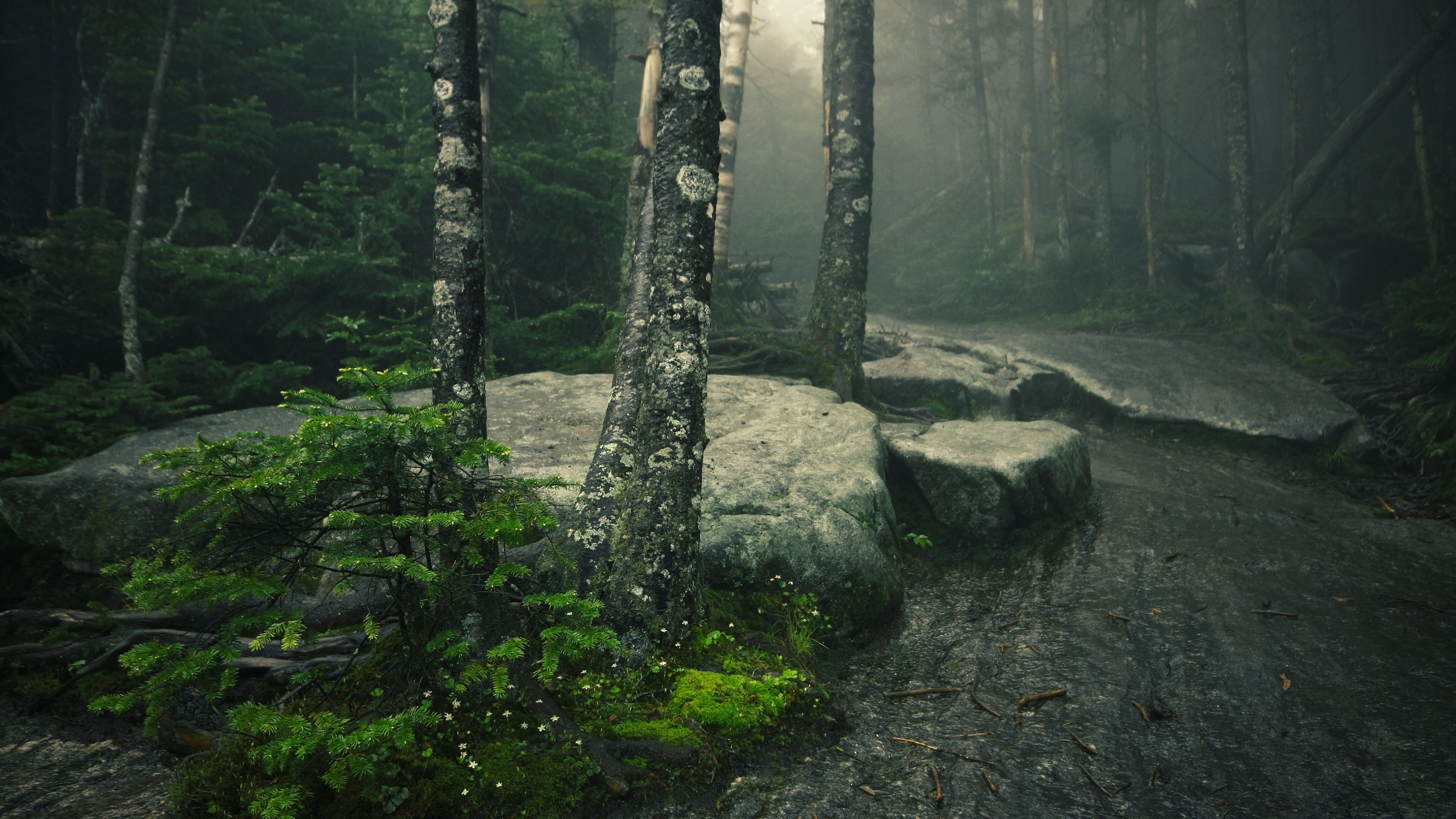 Misty forest path with large rocks and trees HD Wallpaper