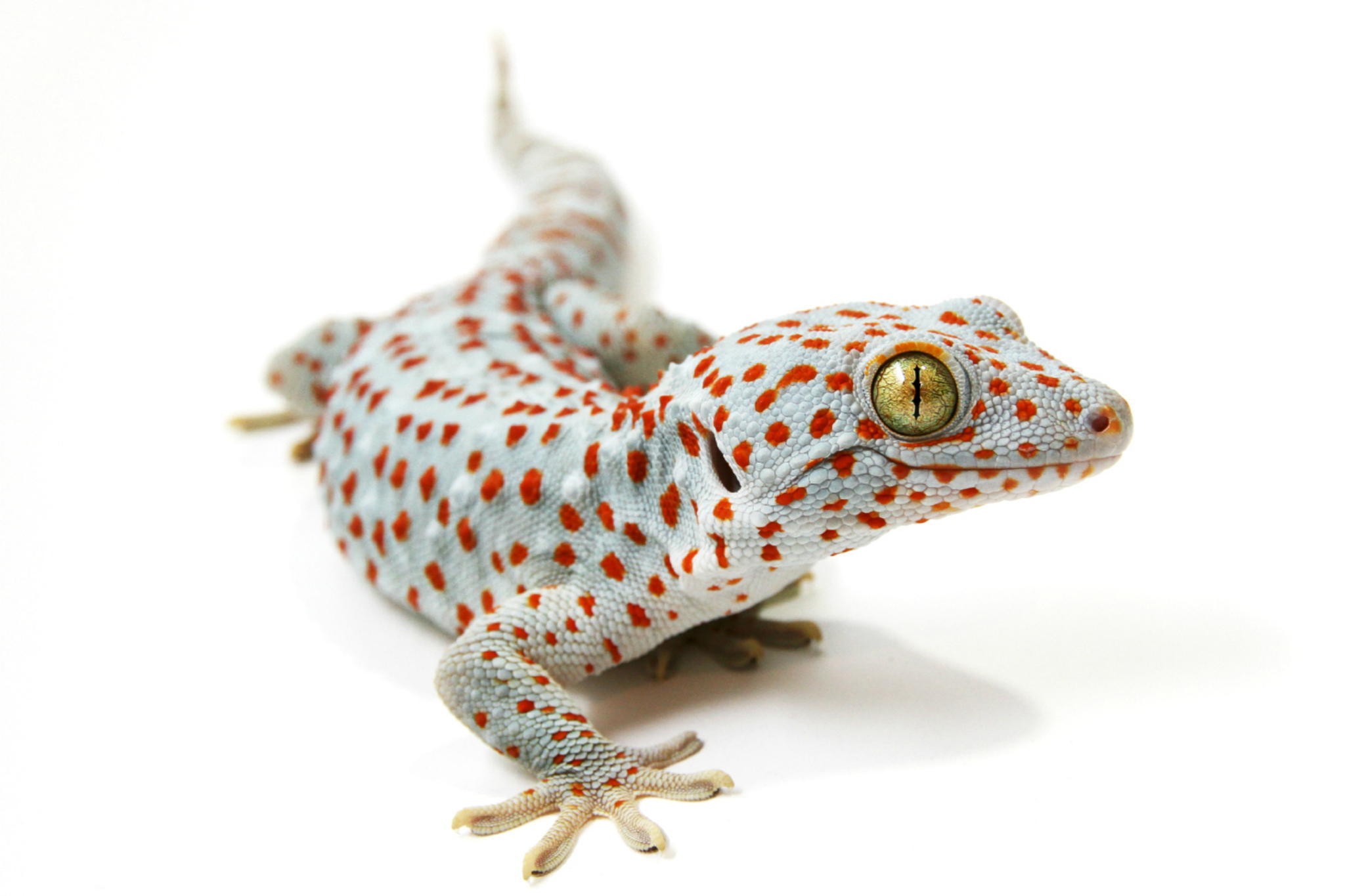 Tokay Gecko with Red Spots on White Background HD Wallpaper