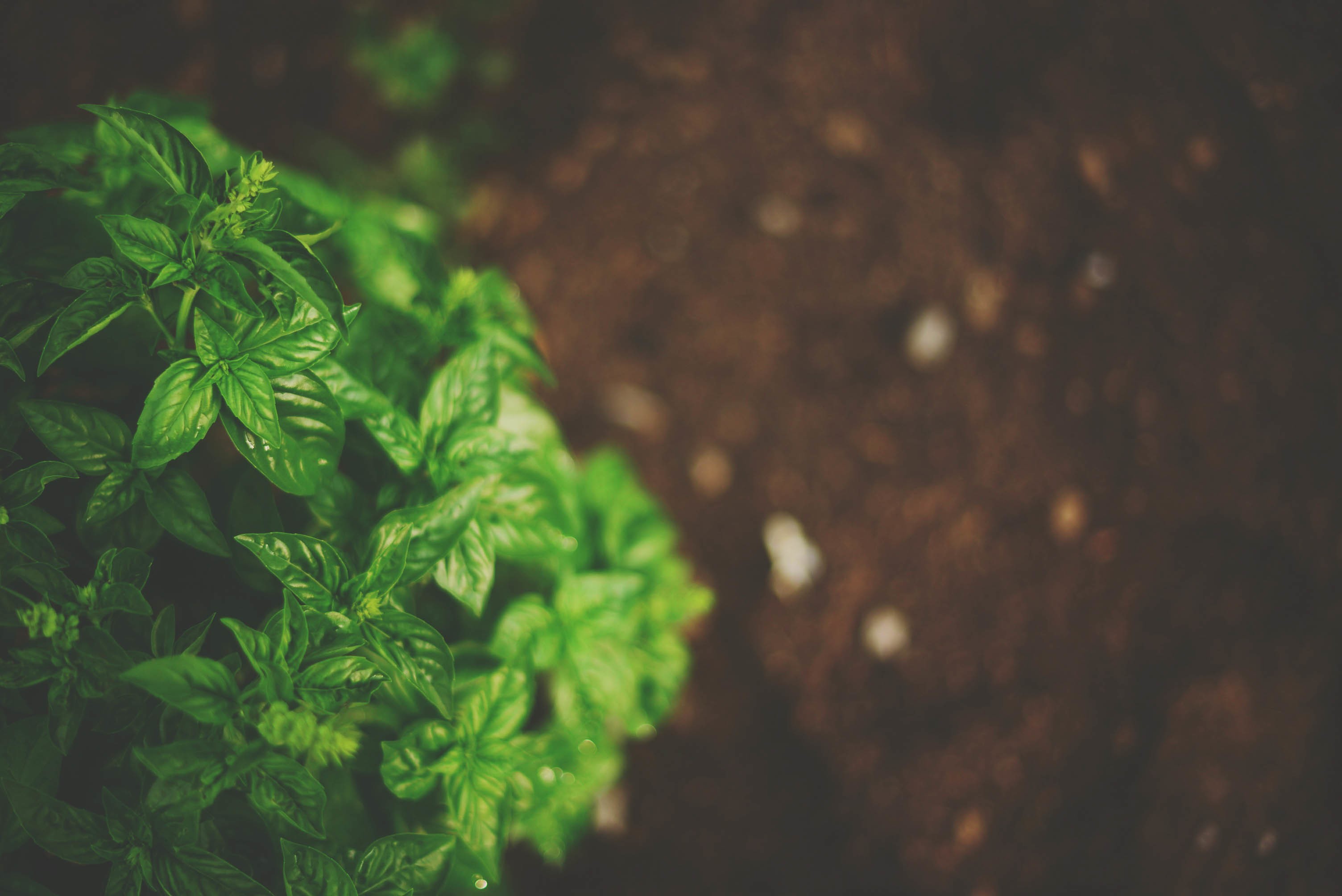 Macro shot of green basil plants with shallow depth of field HD Wallpaper