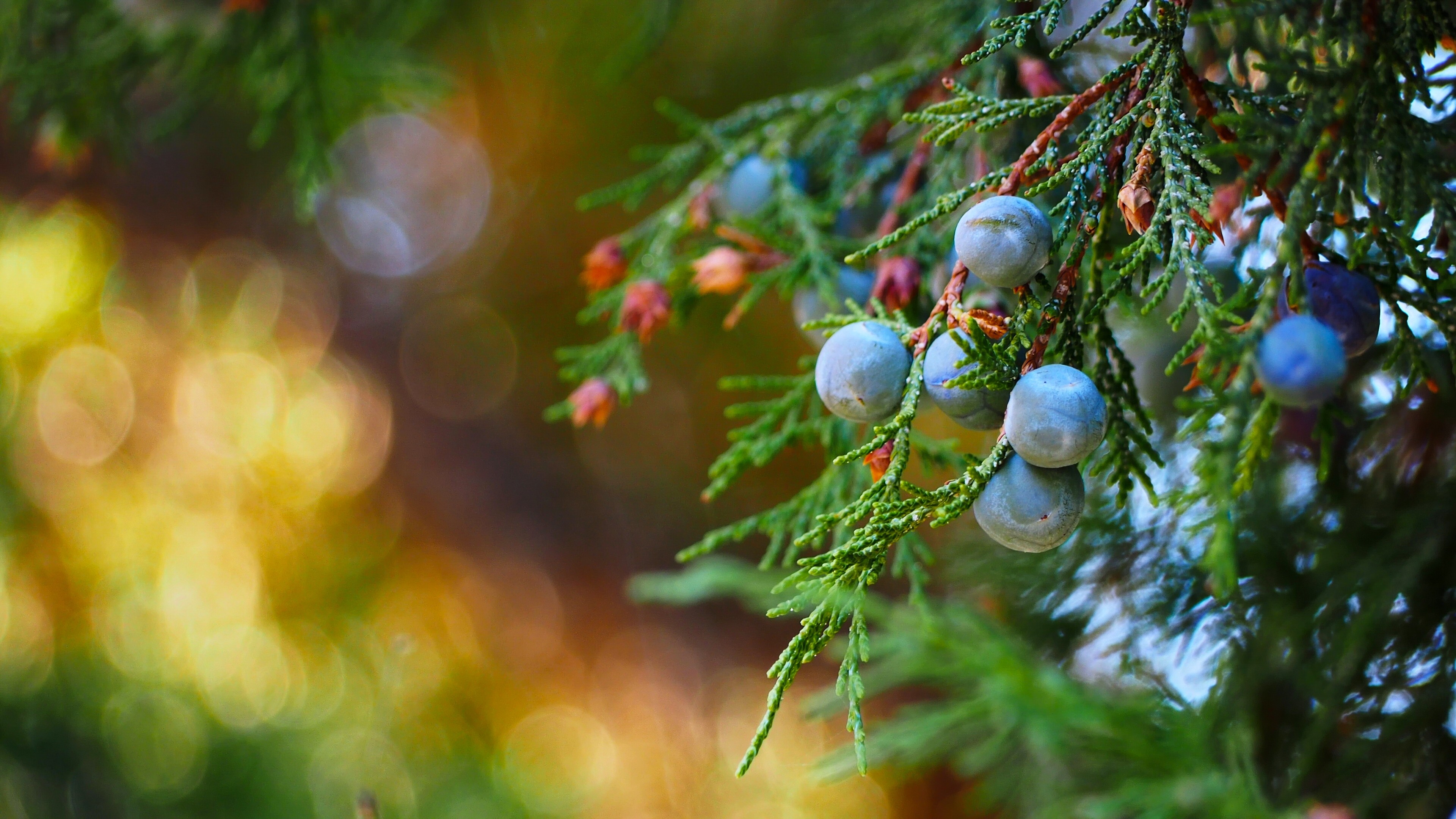 Juniper berries on a branch with bokeh background HD Wallpaper