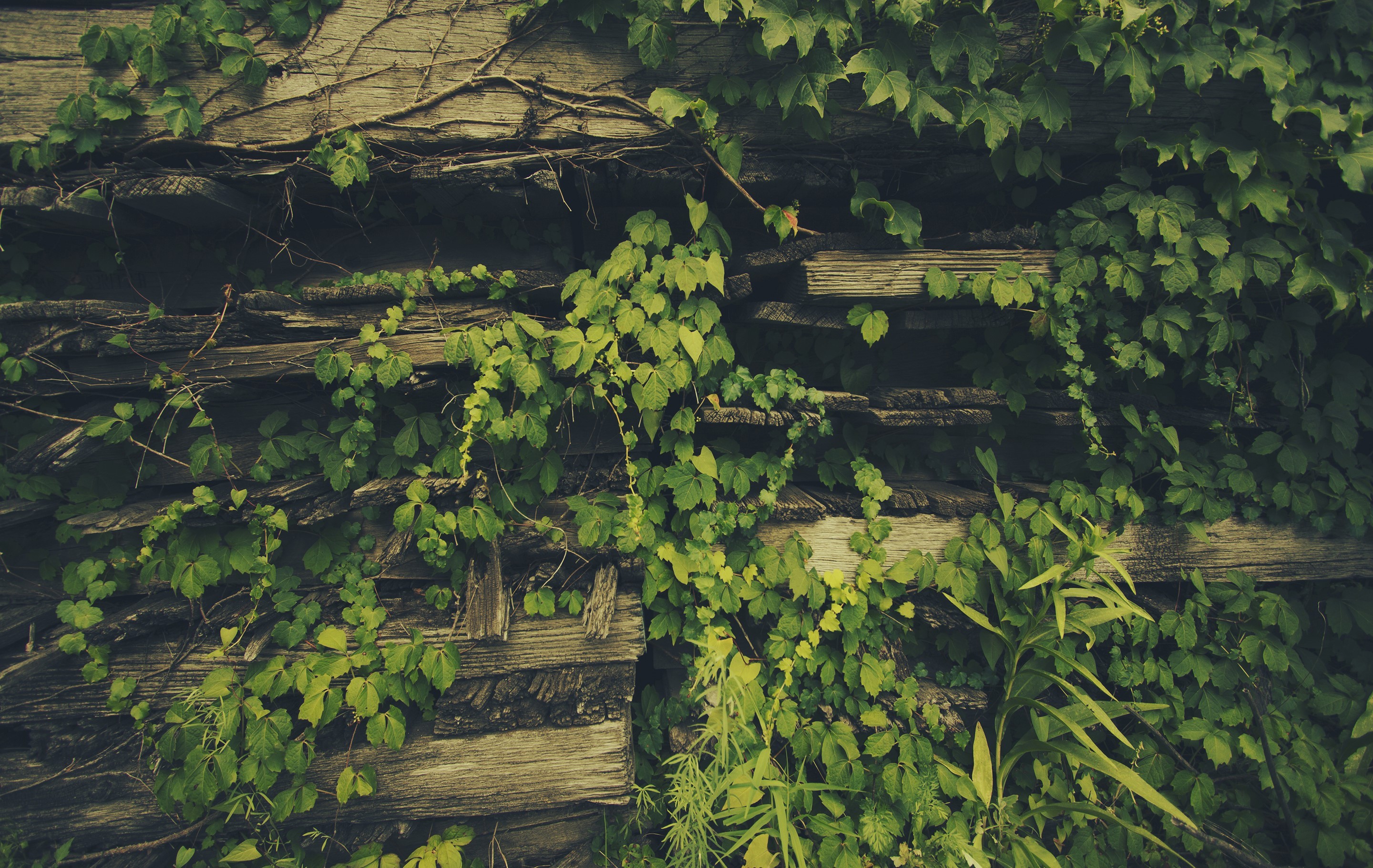 Green ivy vines covering weathered wooden planks HD Wallpaper