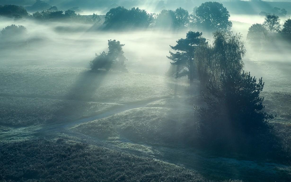 Misty landscape with sunbeams and trees HD Wallpaper