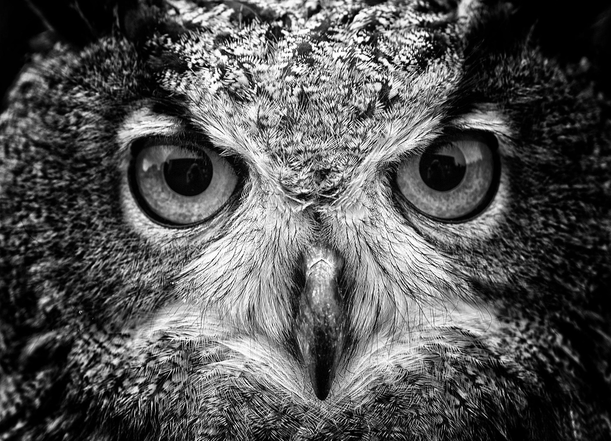 Close-up macro shot of an owl's face HD Wallpaper