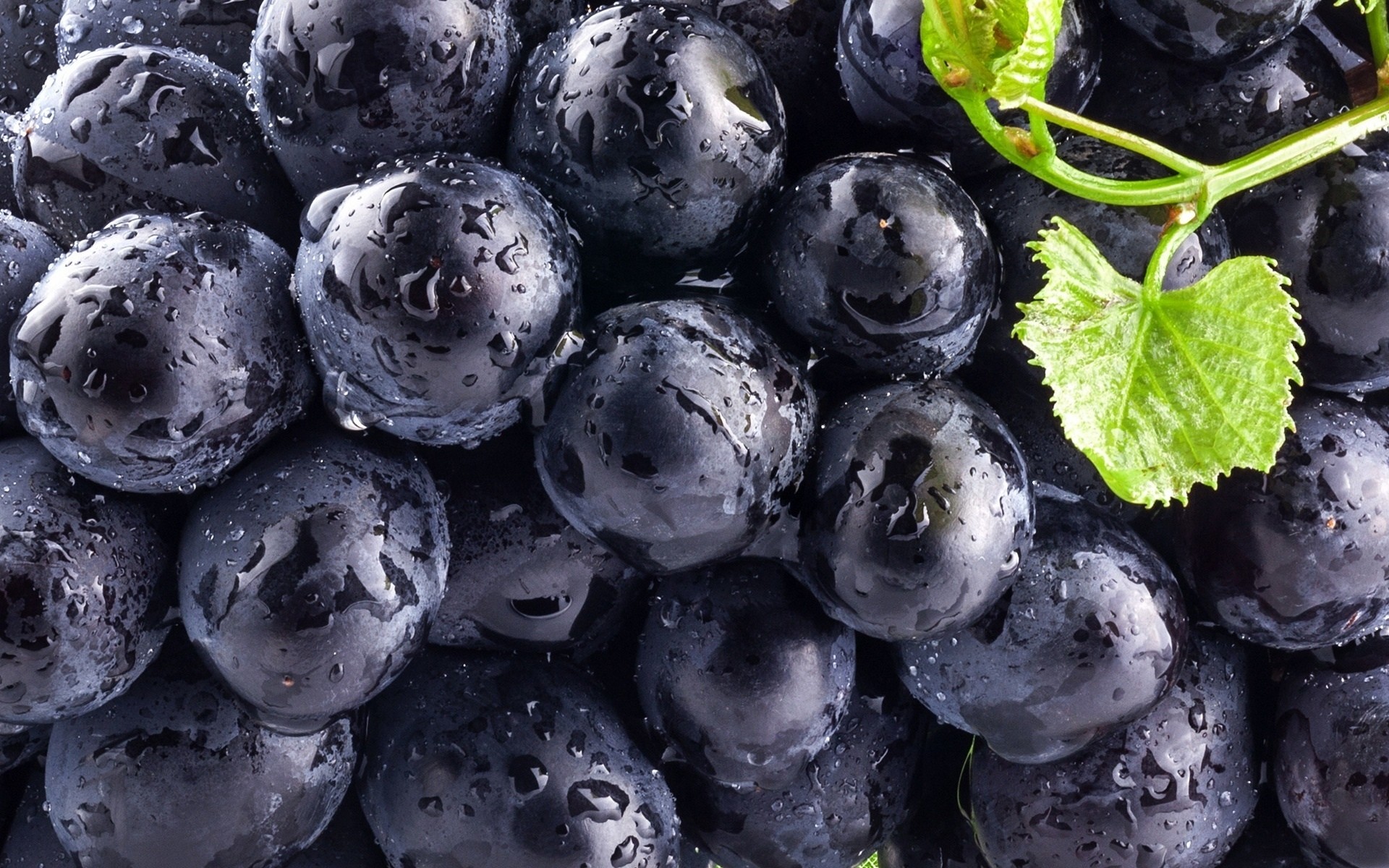 Close-up of dark grapes with water droplets and a vine HD Wallpaper