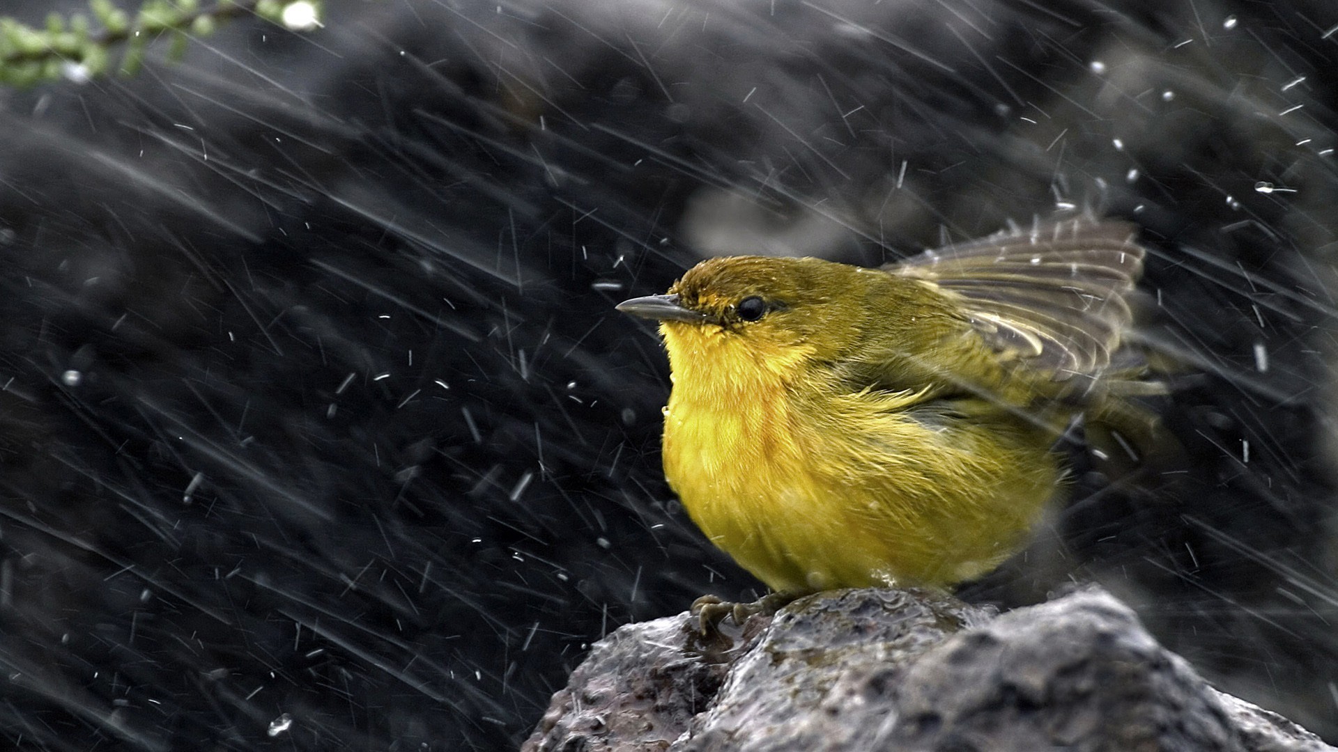 A yellow bird sits on a rock in the rain HD Wallpaper