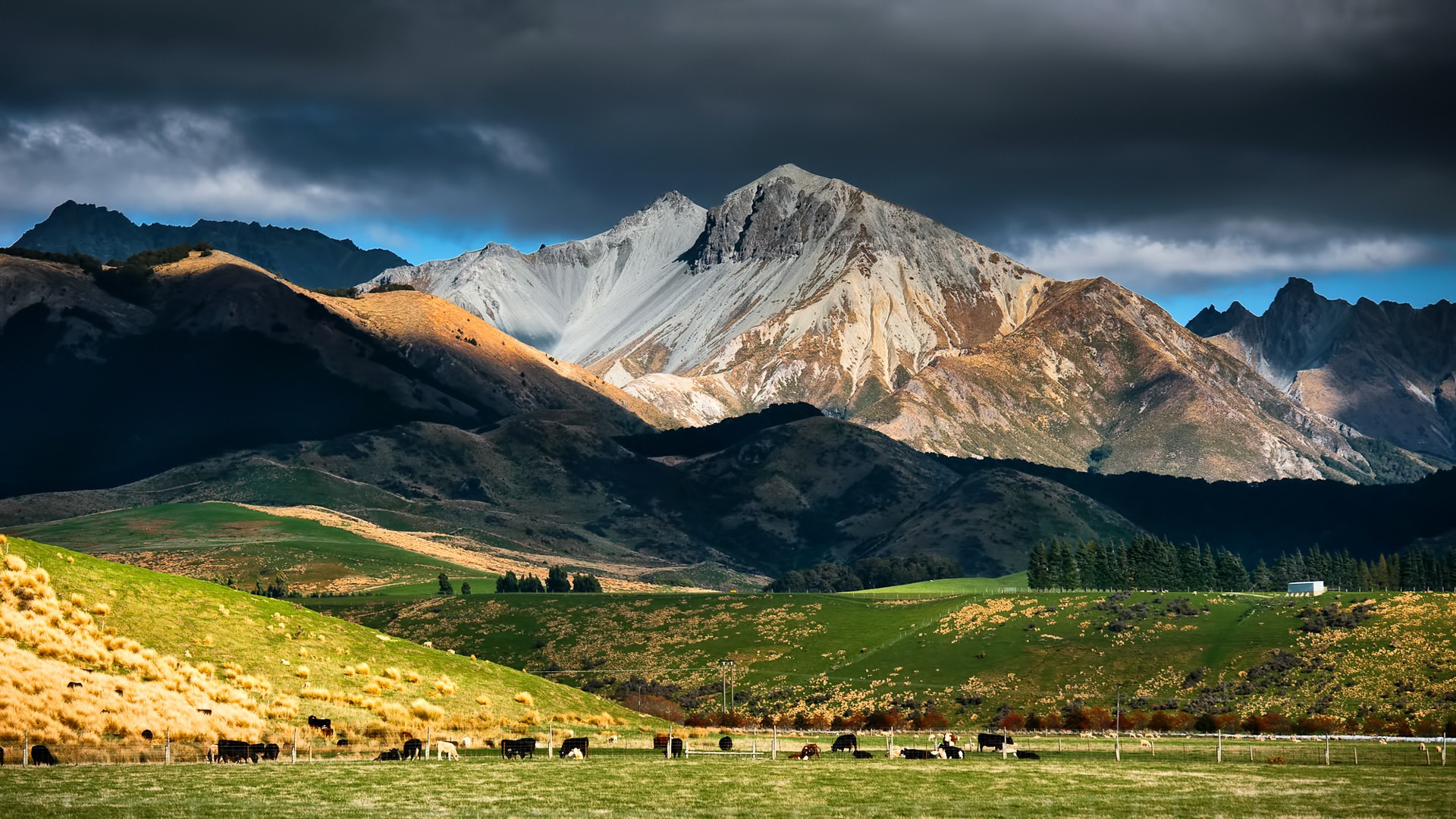 Cows grazing in a field with mountains and clouds HD Wallpaper