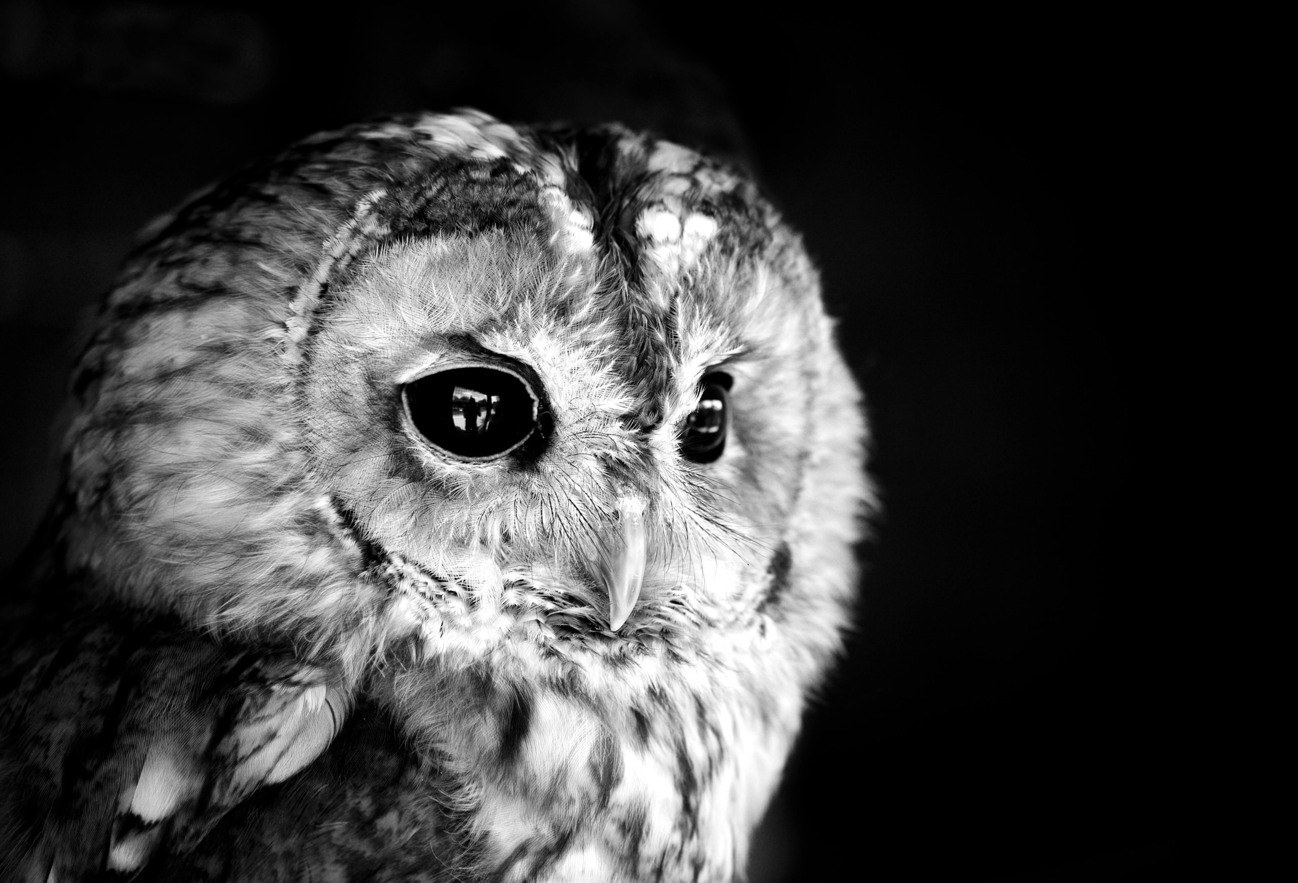 Close-up monochrome portrait of a tawny owl HD Wallpaper