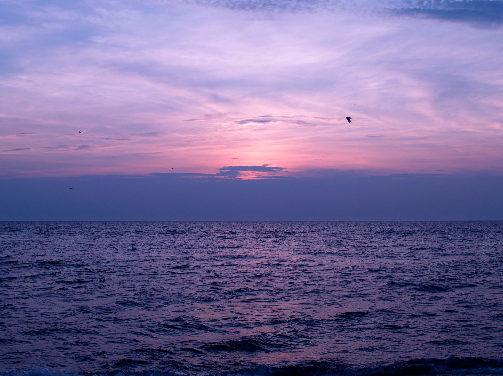 Purple sunset over the sea with birds flying HD Wallpaper