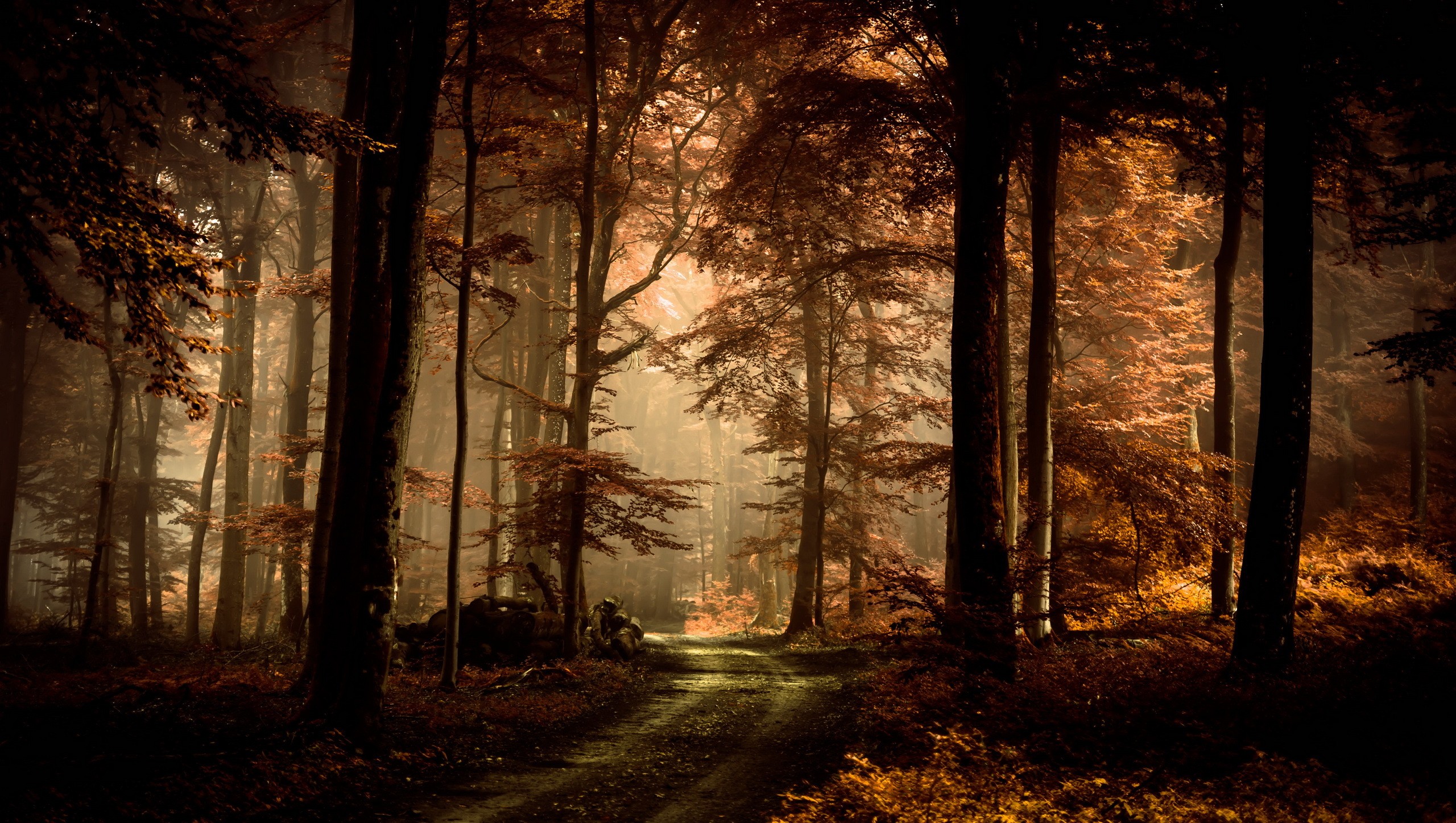 A path through a sunlit autumn forest HD Wallpaper