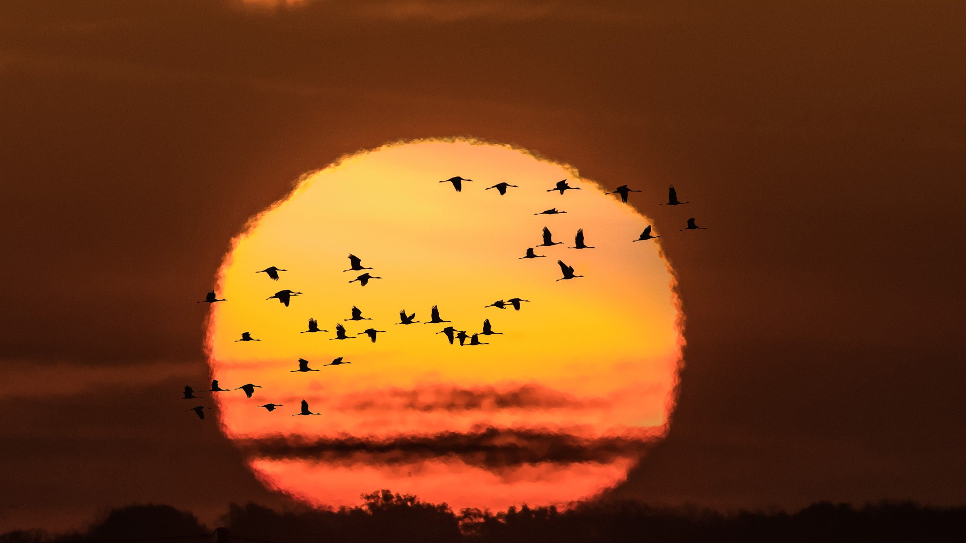 Flock of birds flying in front of the sun HD Wallpaper
