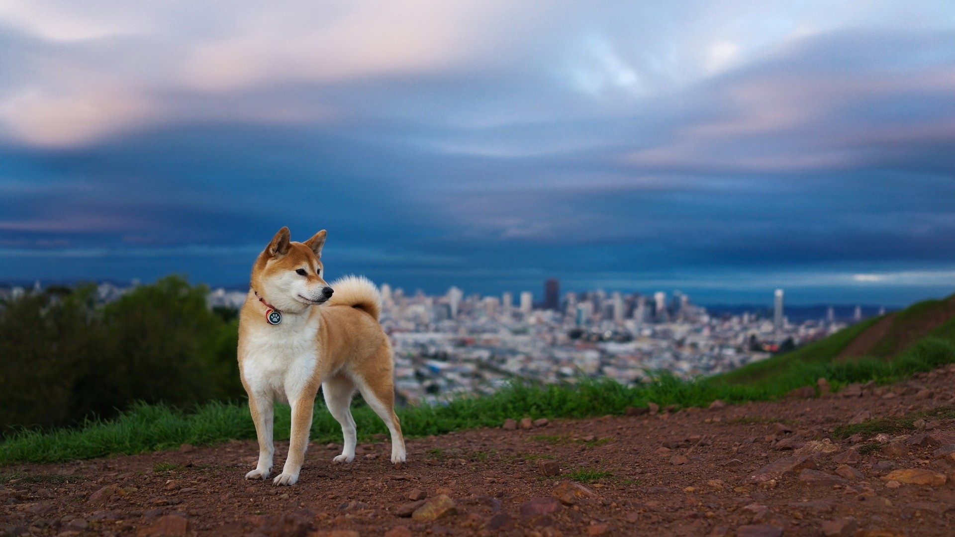 Shiba Inu dog overlooking a city skyline at dusk HD Wallpaper