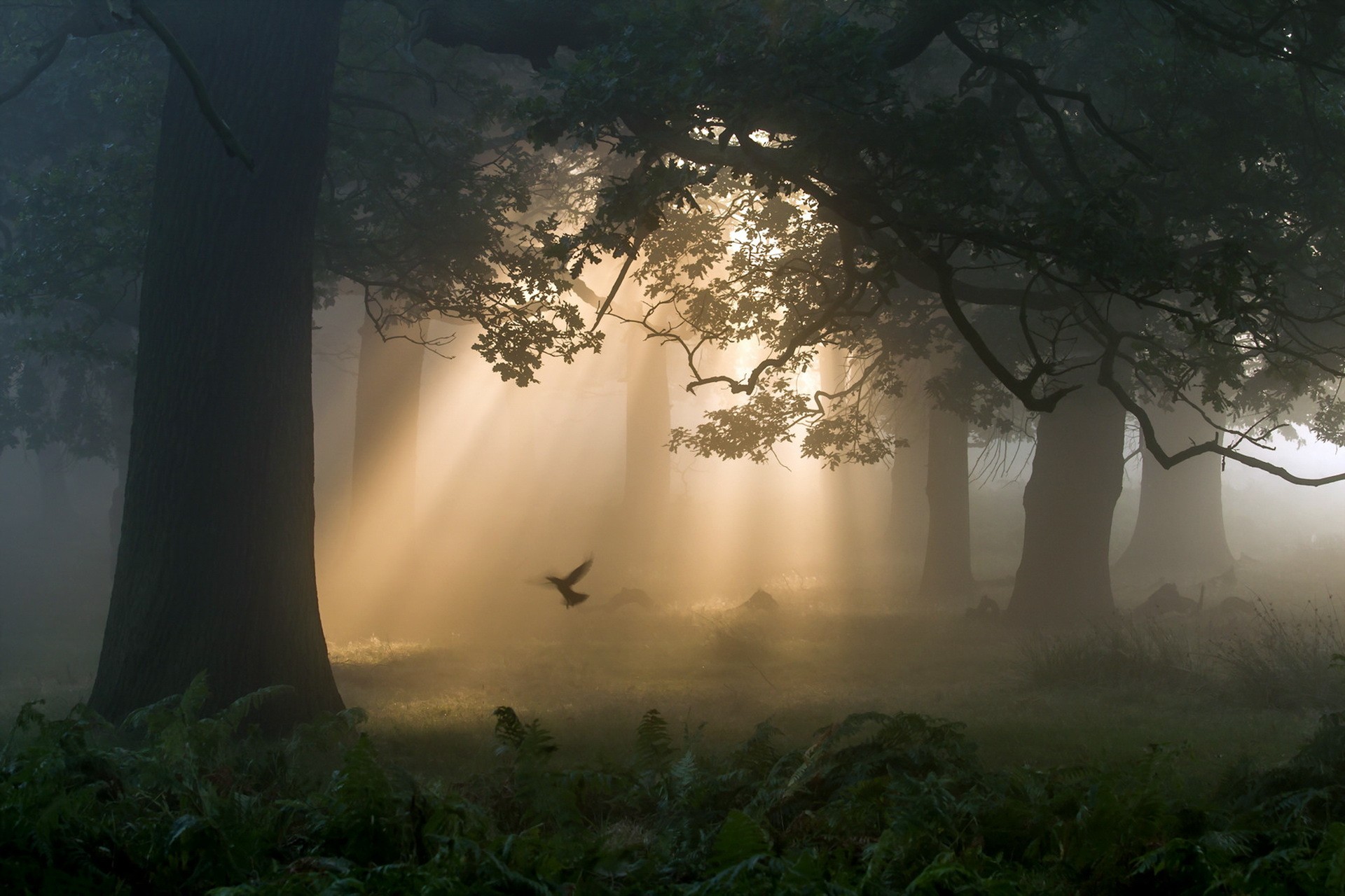 Sunbeams pierce a misty forest with a bird in flight HD Wallpaper