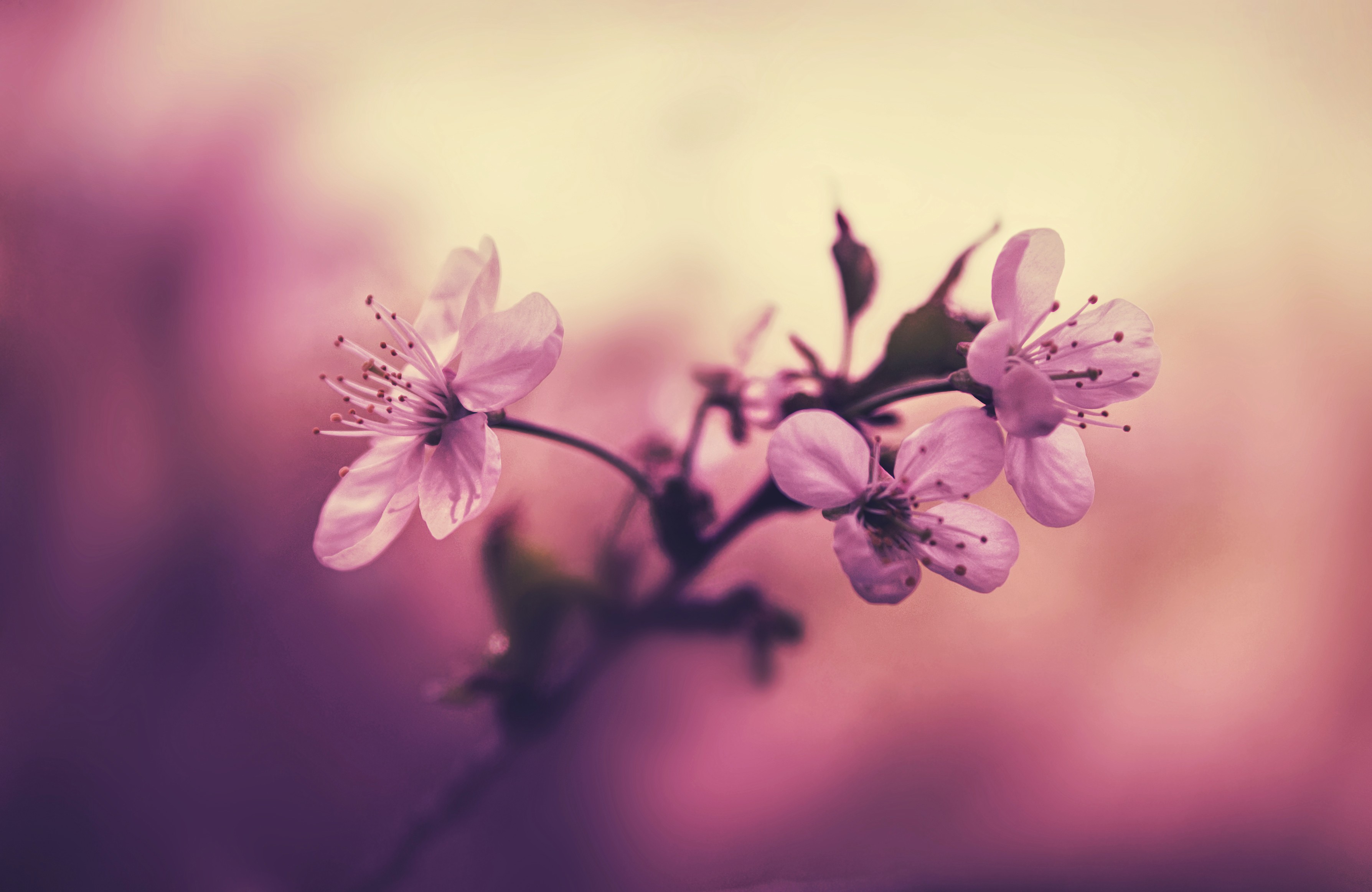 Pink cherry blossoms on a branch HD Wallpaper