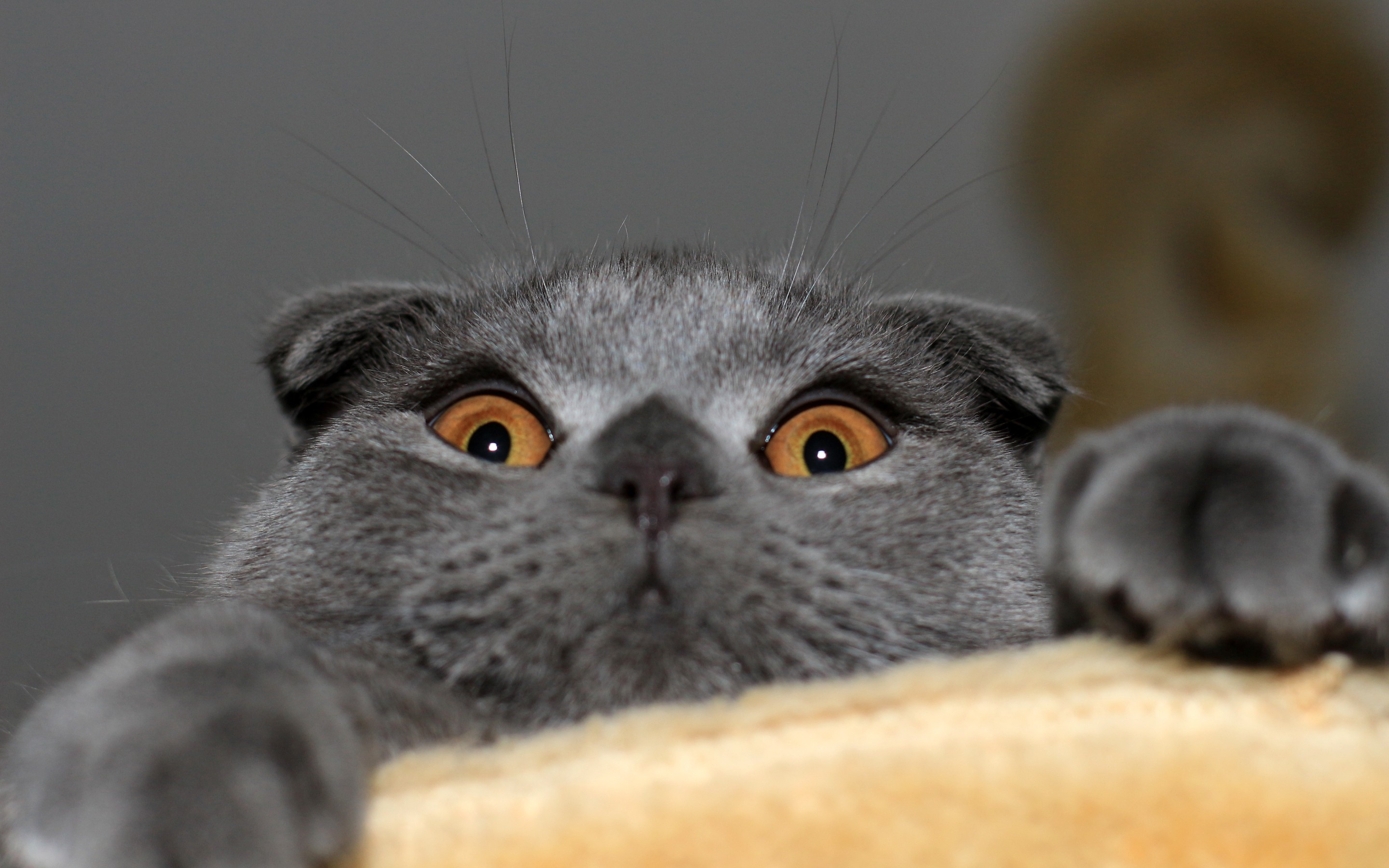 Scottish Fold cat peeking over a surface HD Wallpaper