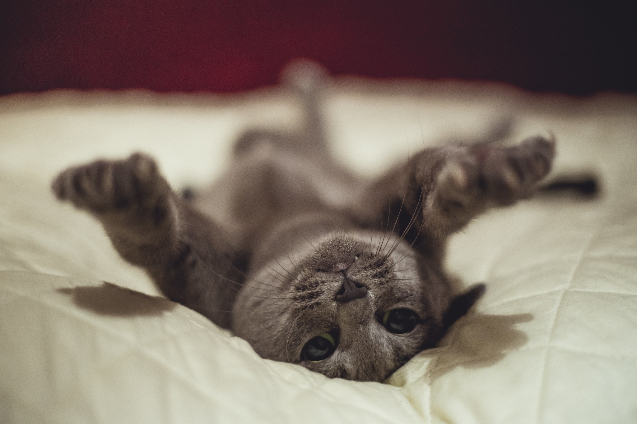 A grey cat lying on its back on a bed HD Wallpaper