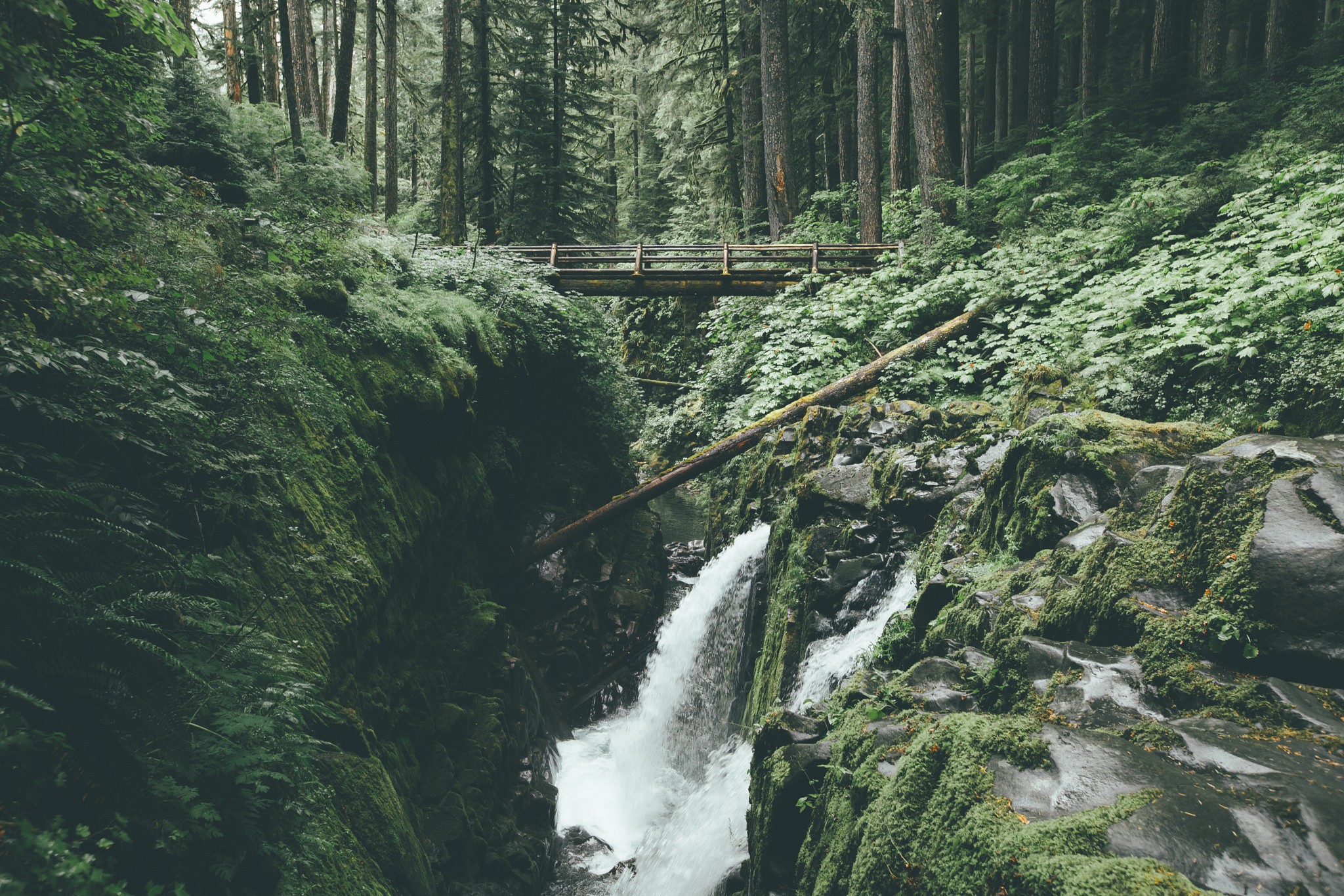 Waterfall and bridge in a dense forest HD Wallpaper