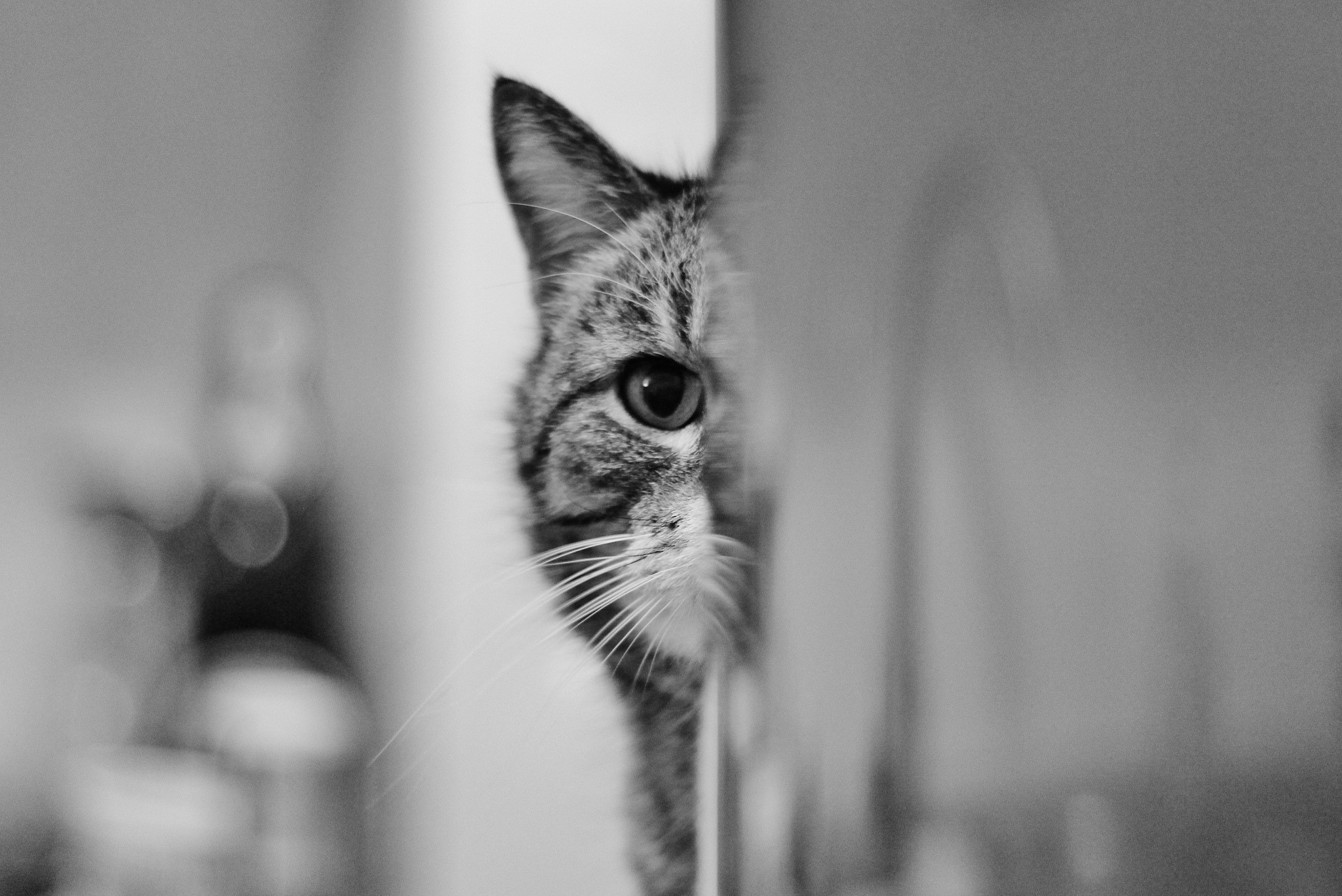 Close-up of a tabby cat peeking from behind a wall HD Wallpaper
