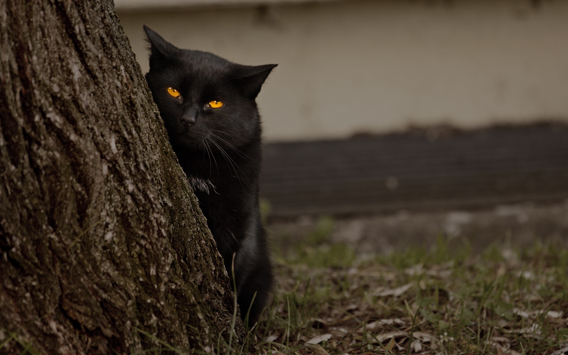 Black cat with glowing orange eyes peeking from behind a tree HD Wallpaper