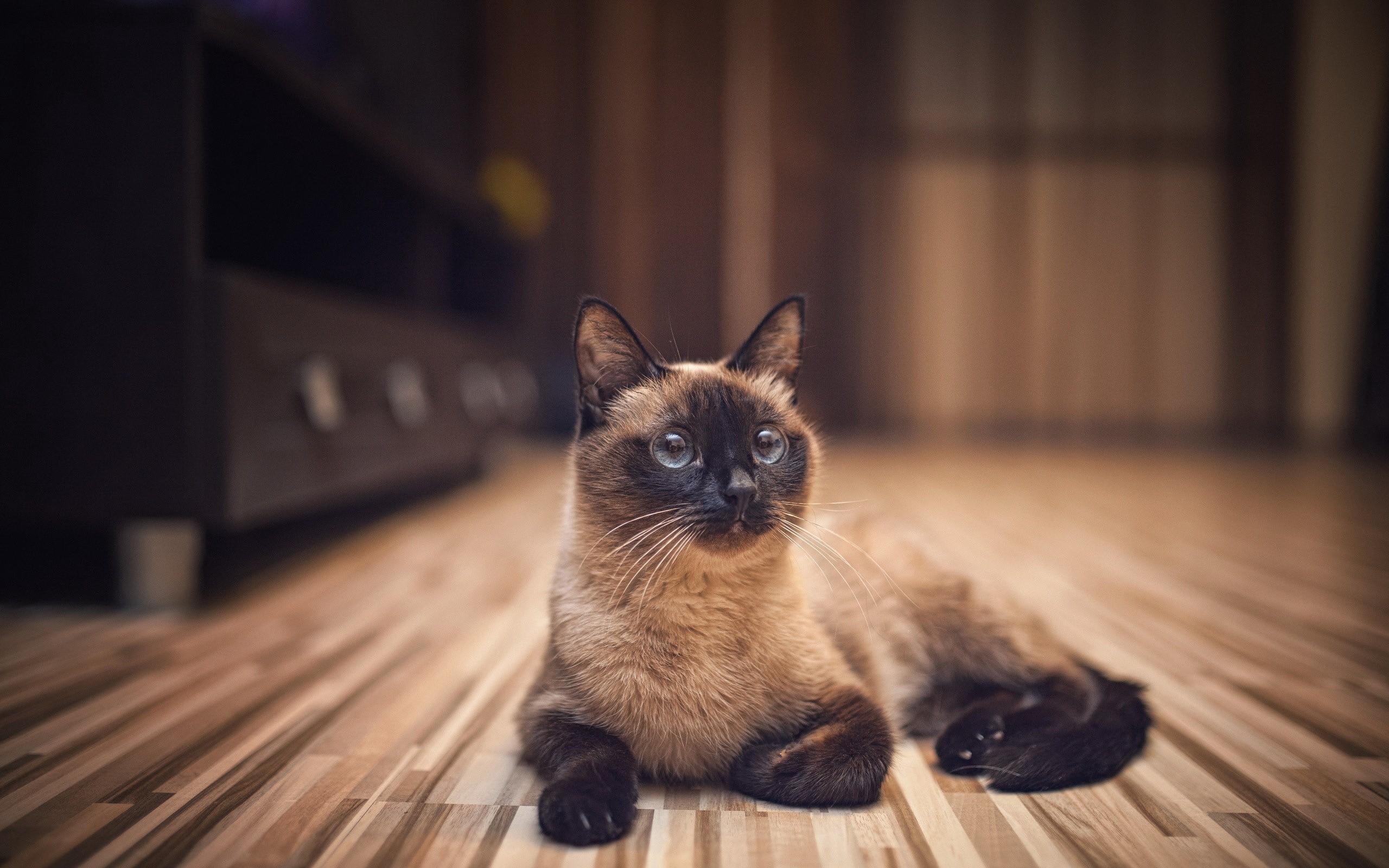 Siamese cat lying on a wooden floor HD Wallpaper