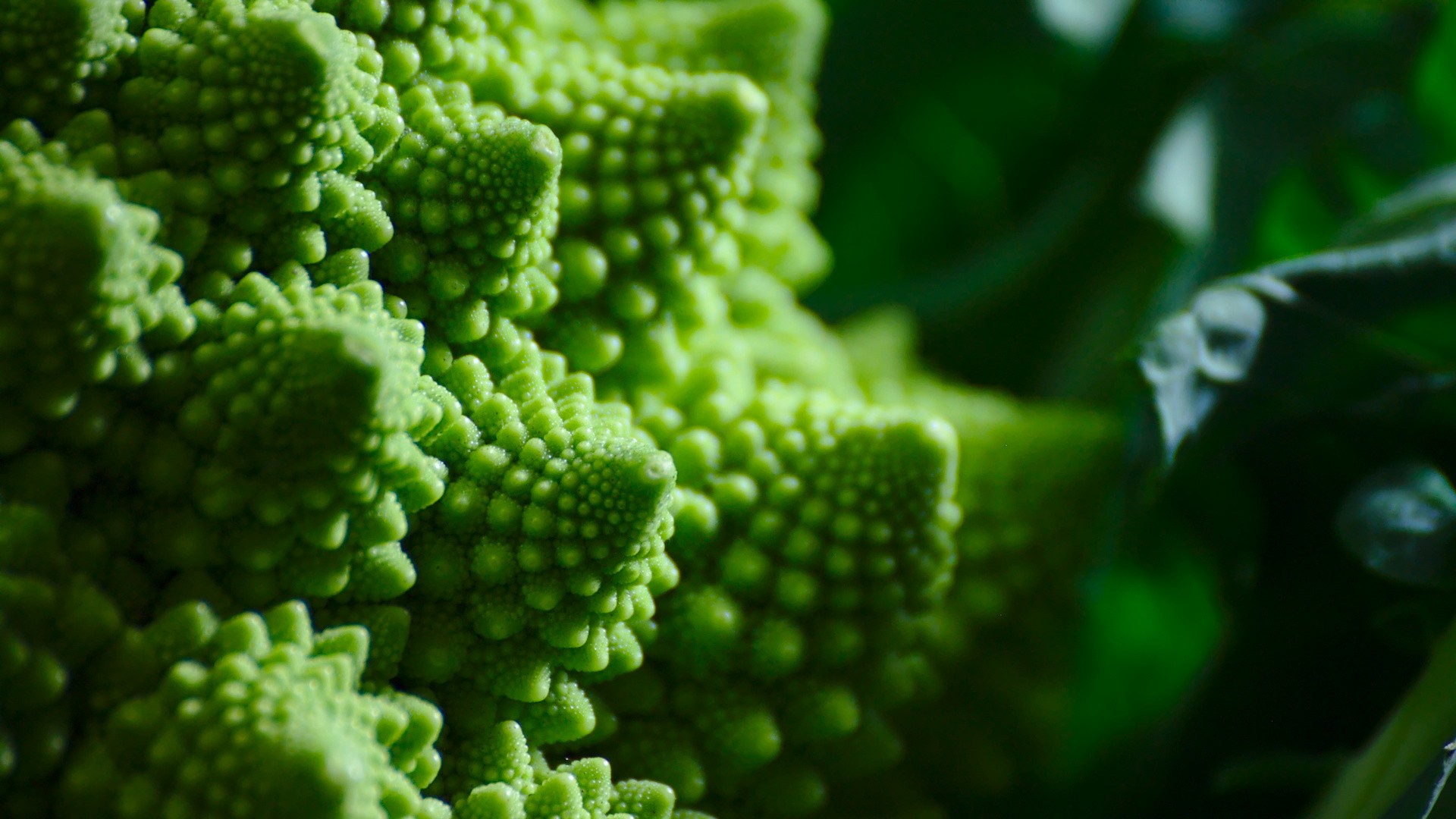 Macro view of a green Romanesco broccoli with fractal patterns HD Wallpaper