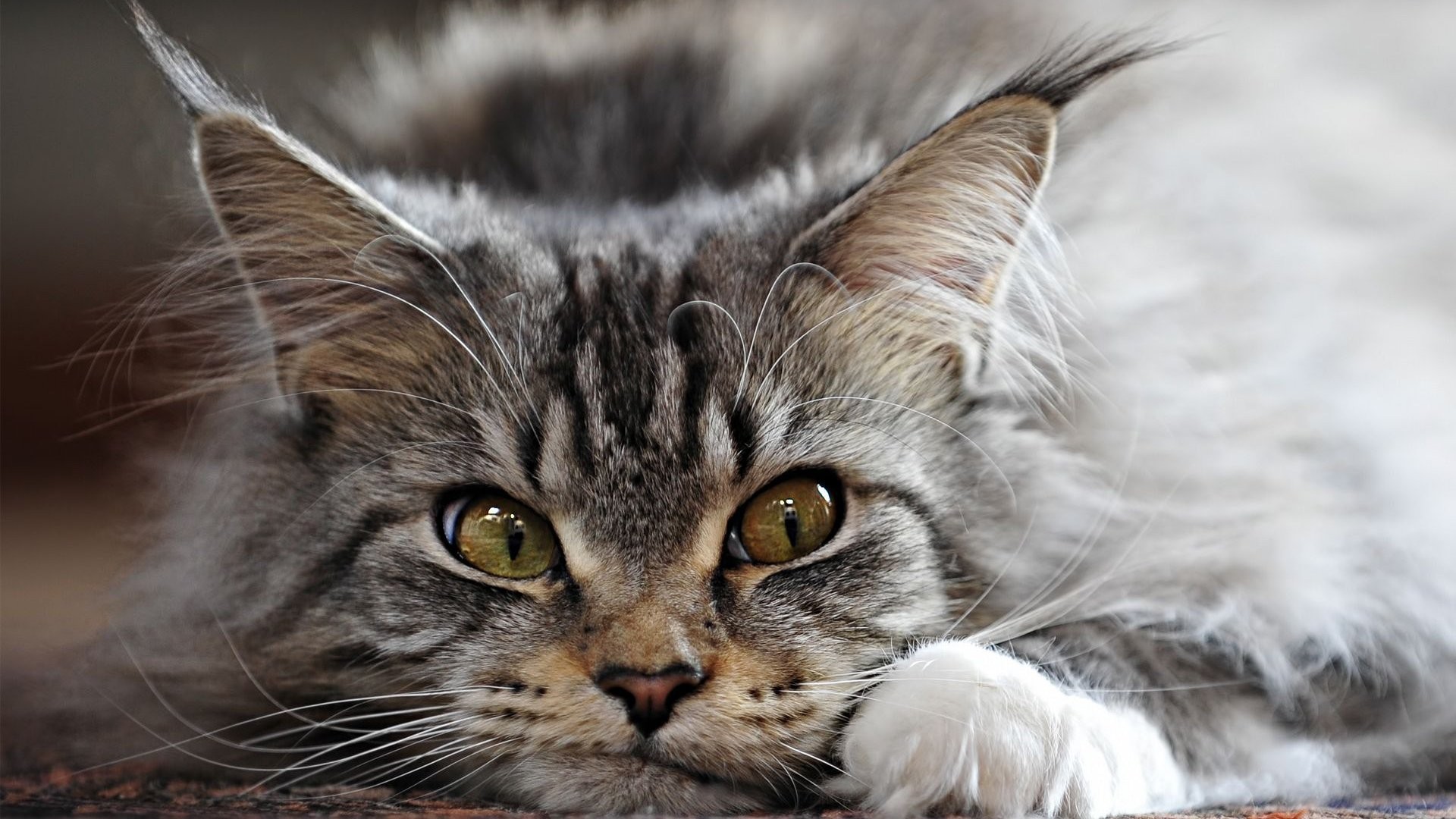 Close-up of a Maine Coon cat's face HD Wallpaper