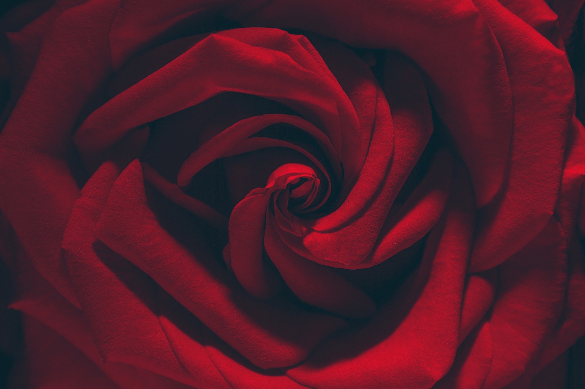 Close-up of a red rose HD Wallpaper