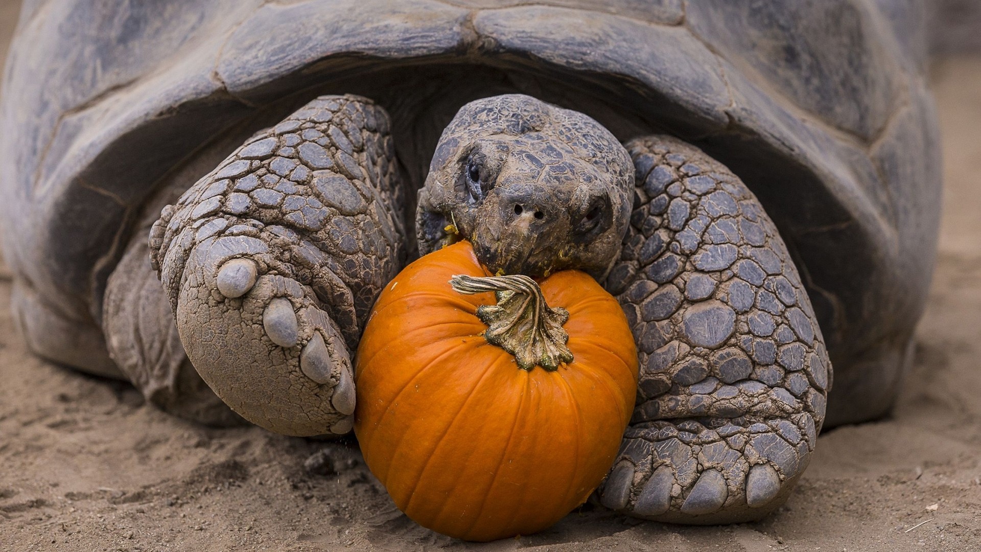 Giant tortoise eating a pumpkin HD Wallpaper
